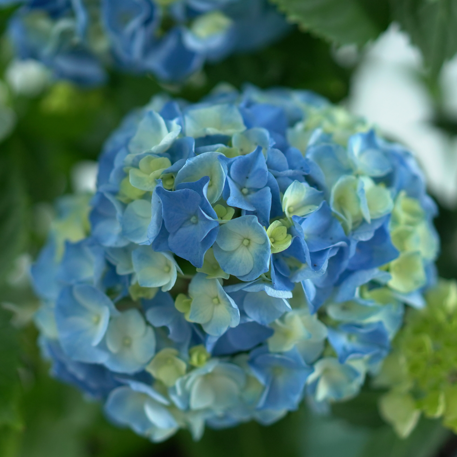 HYDRANGEA MACROPHYLLA 'MOPHEAD' Hortensja ogrodowa