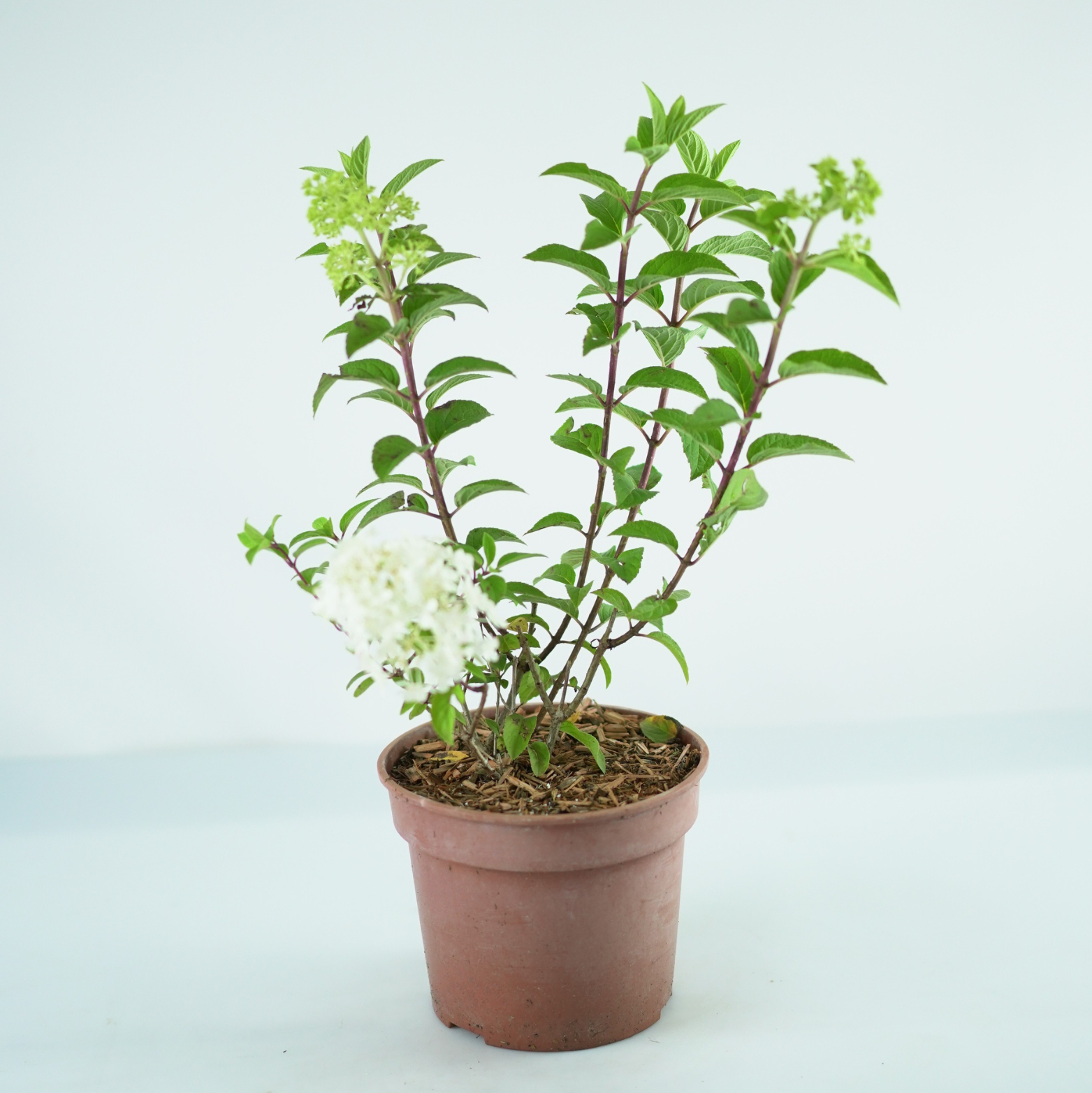 HYDRANGEA PANICULATA 'BOBO' Hortensja bukietowa