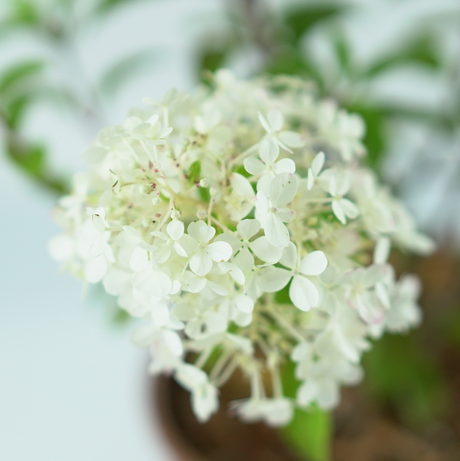 HYDRANGEA PANICULATA 'BOBO' Hortensja bukietowa