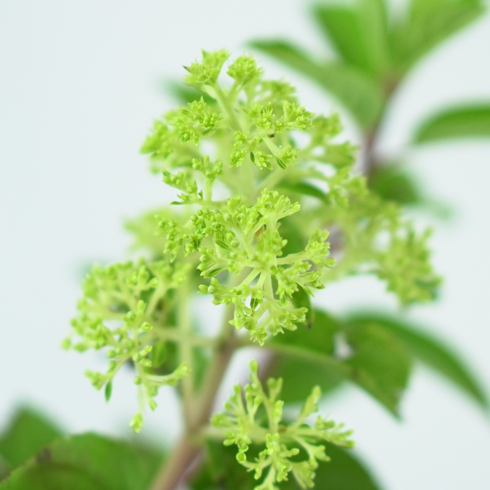HYDRANGEA PANICULATA 'BOBO' Hortensja bukietowa