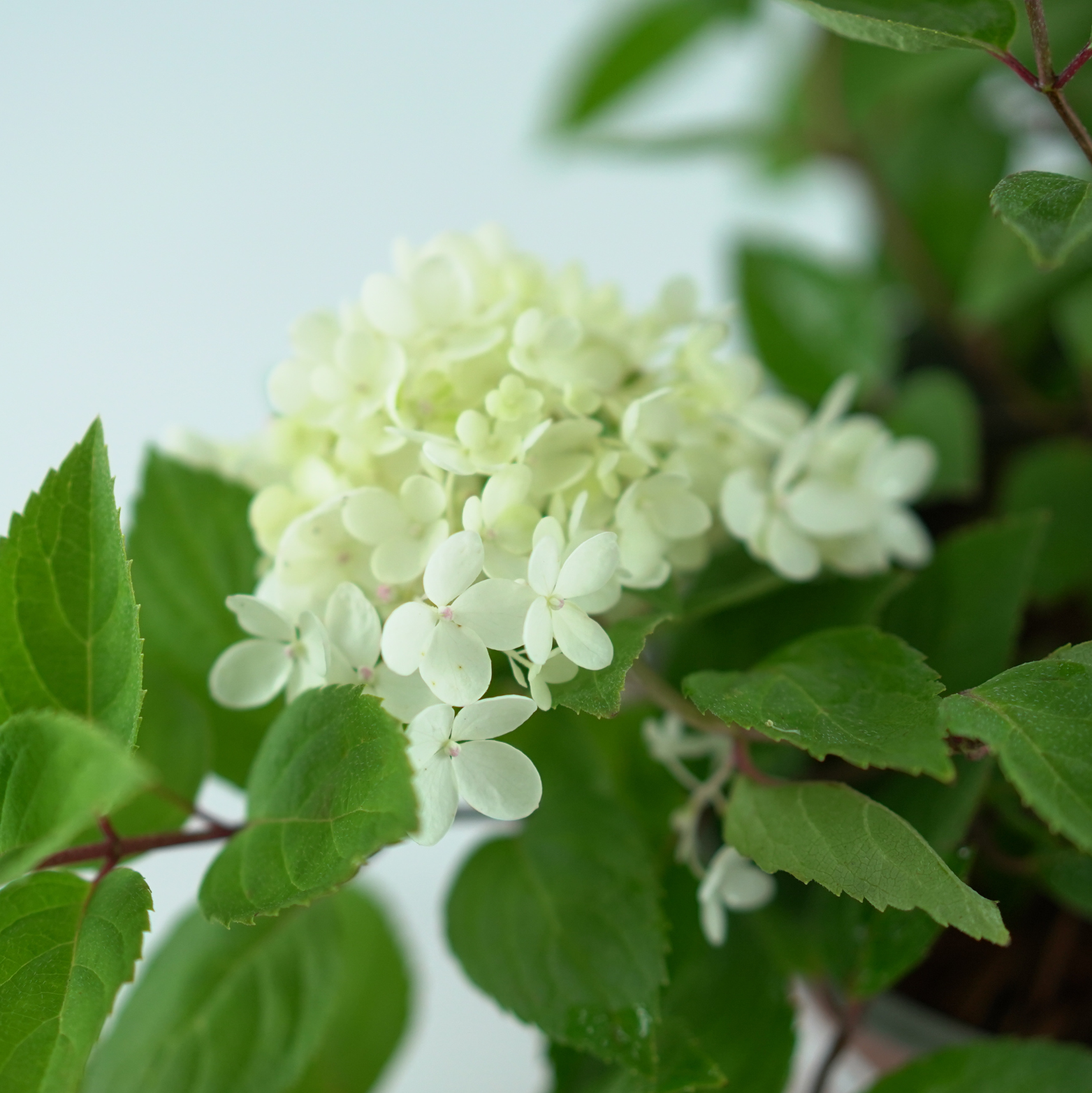 HYDRANGEA PANICULATA 'BOMBSHELL' Hortensja bukietowa 
