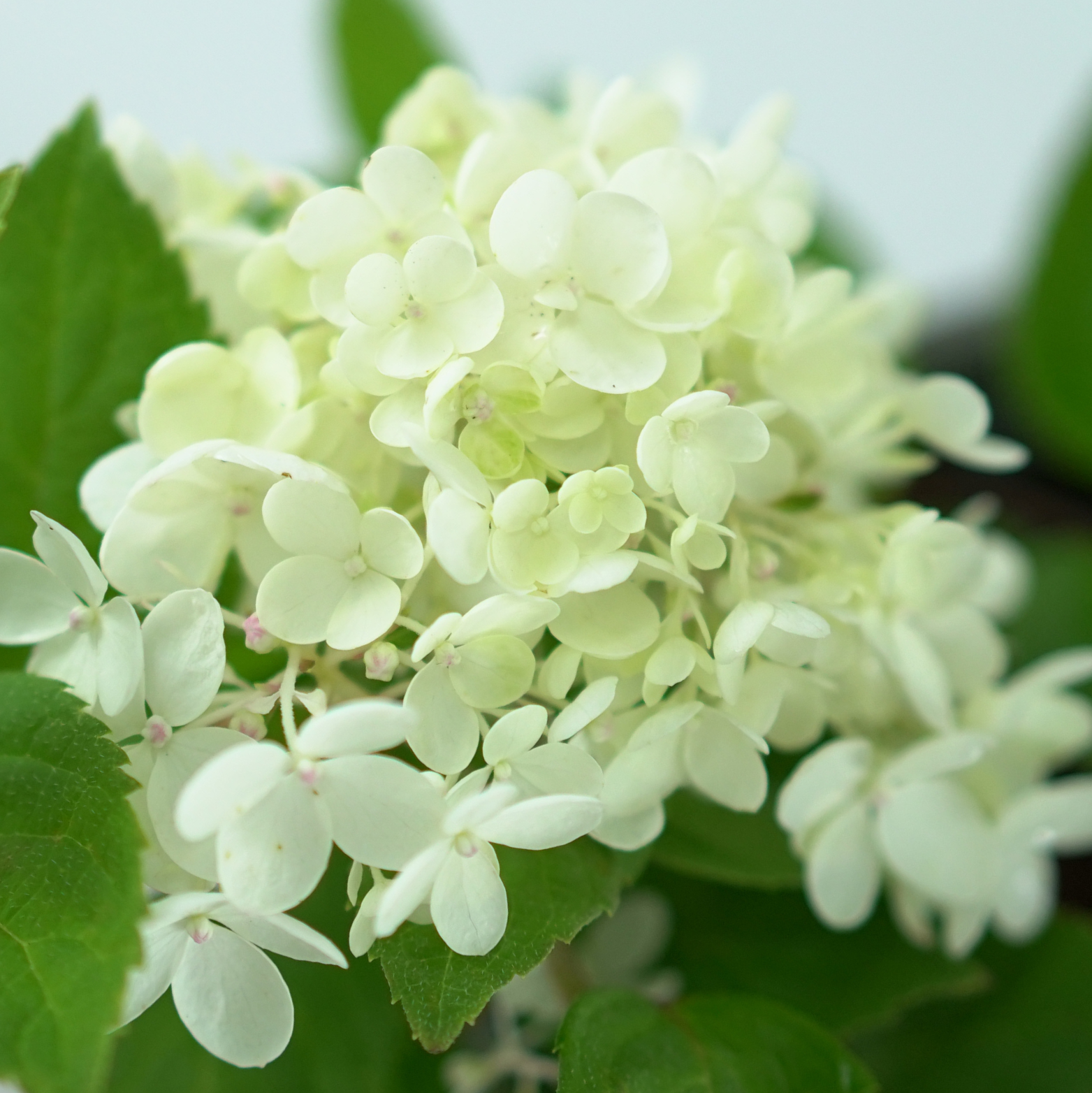 HYDRANGEA PANICULATA 'BOMBSHELL' Hortensja bukietowa 
