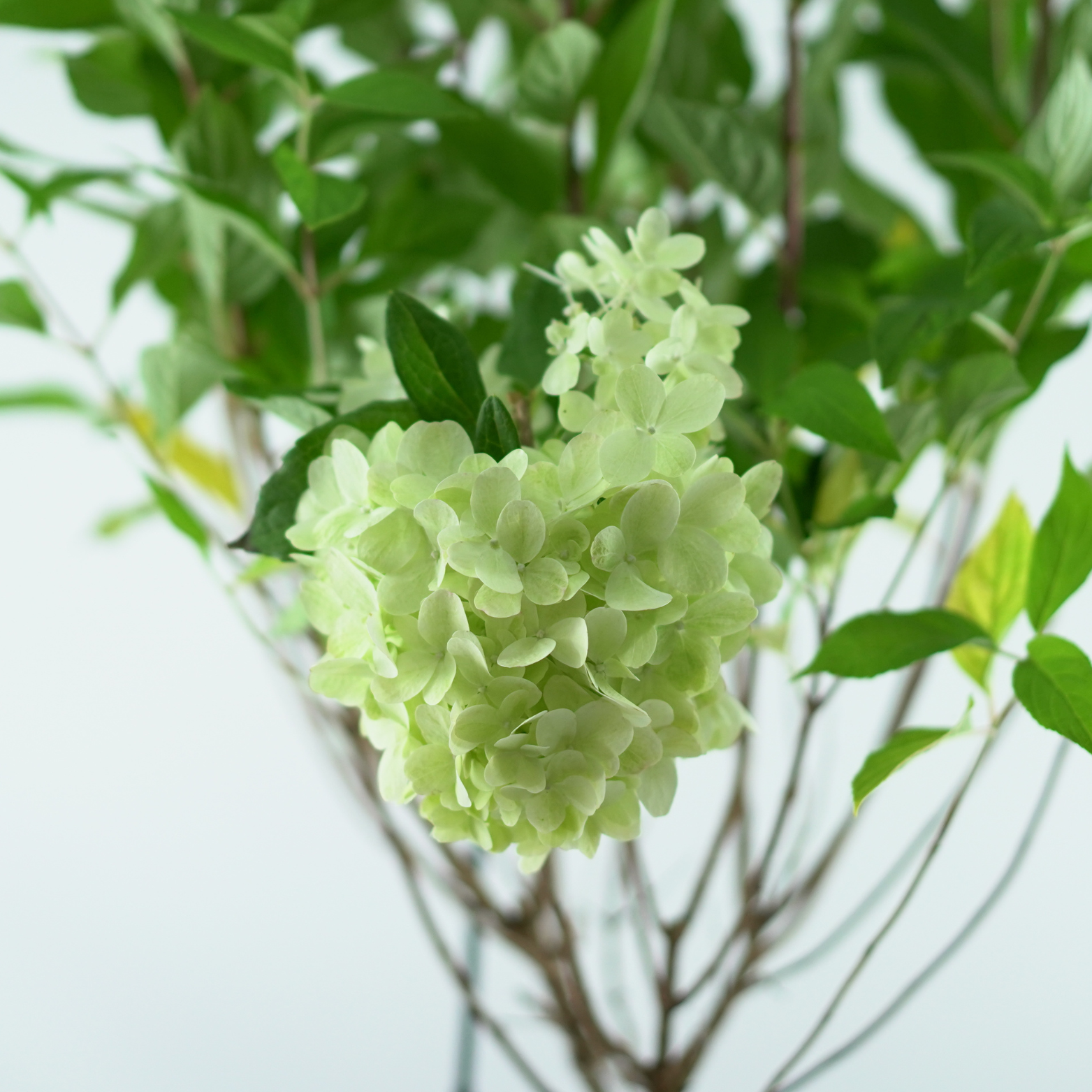 HYDRANGEA PANICULATA 'Bloody Marie' Hortensja bukietowa