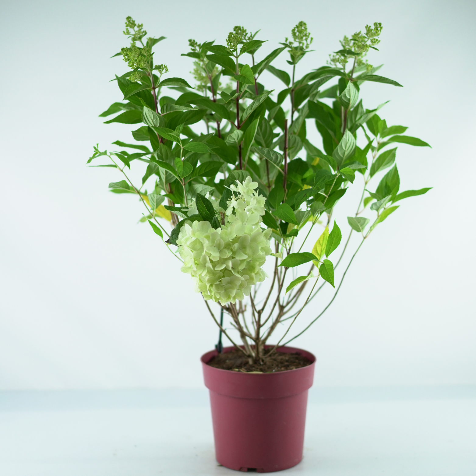 HYDRANGEA PANICULATA 'Bloody Marie' Hortensja bukietowa