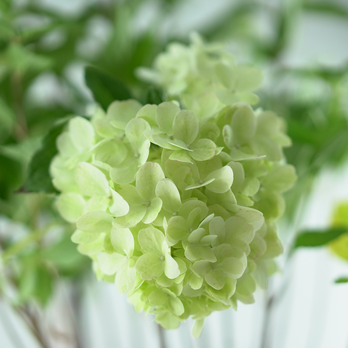 HYDRANGEA PANICULATA 'Bloody Marie' Hortensja bukietowa