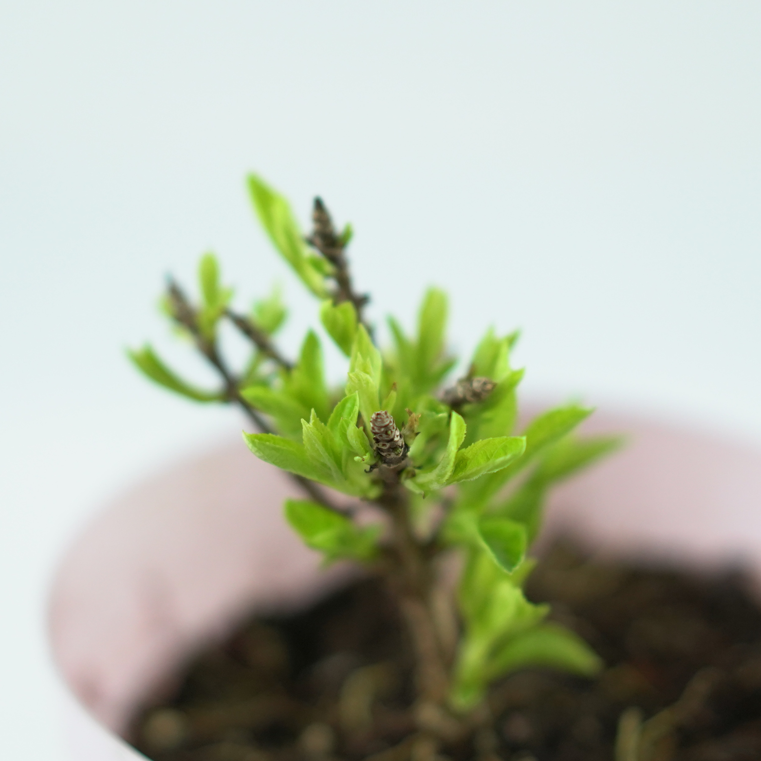 HYDRANGEA PANICULATA 'GROUNDBREAKER BLUSH' Hortensja bukietowa