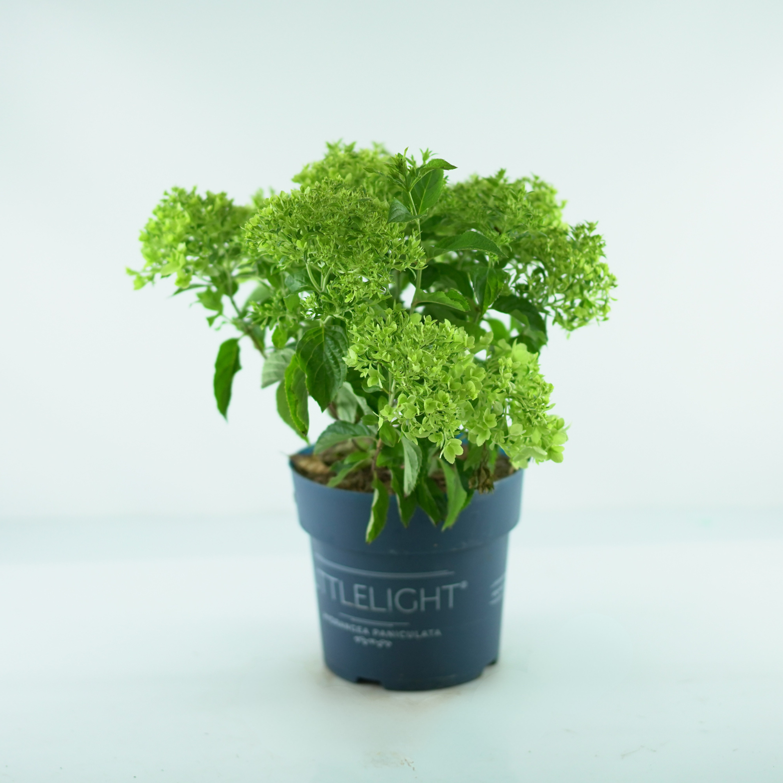 HYDRANGEA PANICULATA 'LITTLELIGHT' Hortensja bukietowa