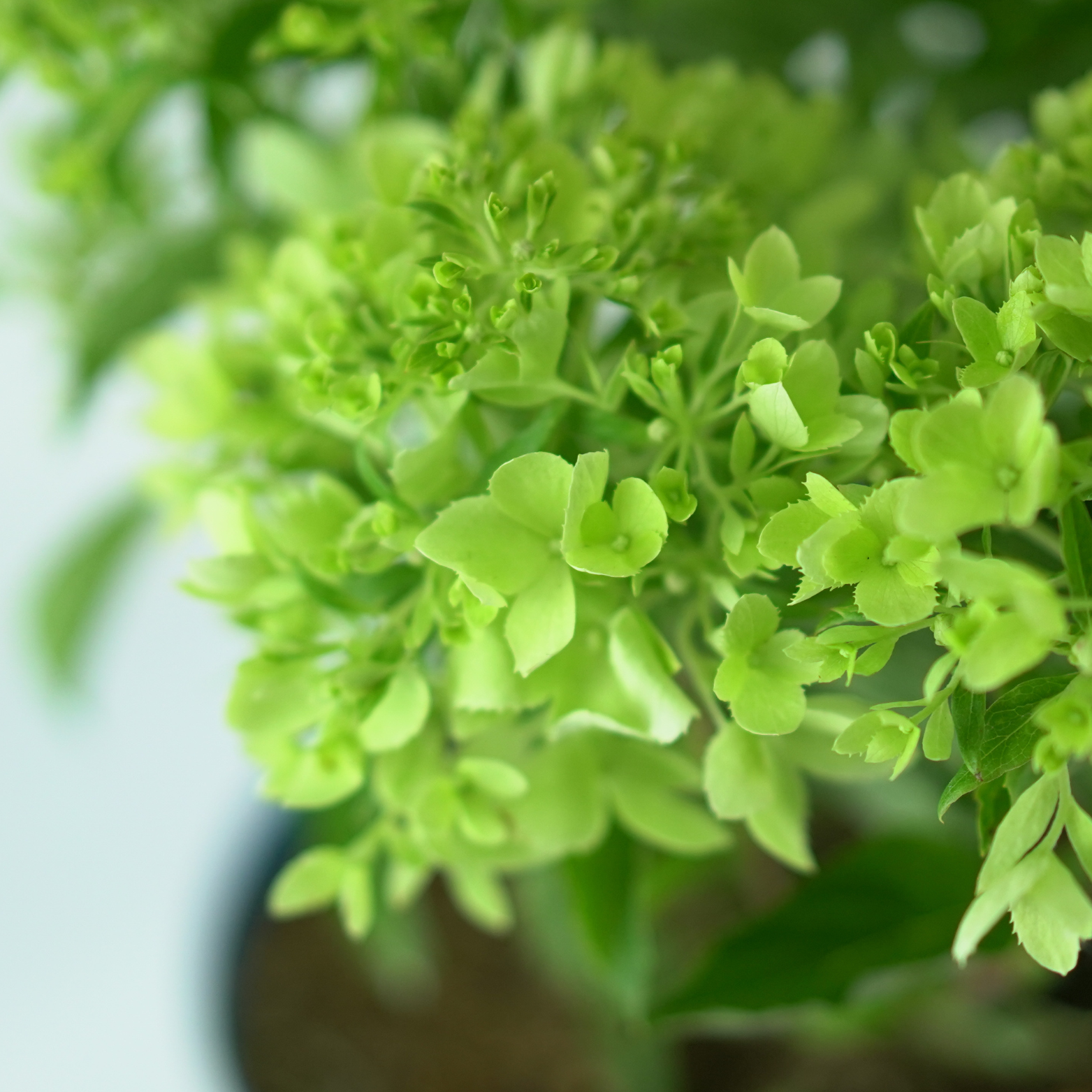 HYDRANGEA PANICULATA 'LITTLELIGHT' Hortensja bukietowa