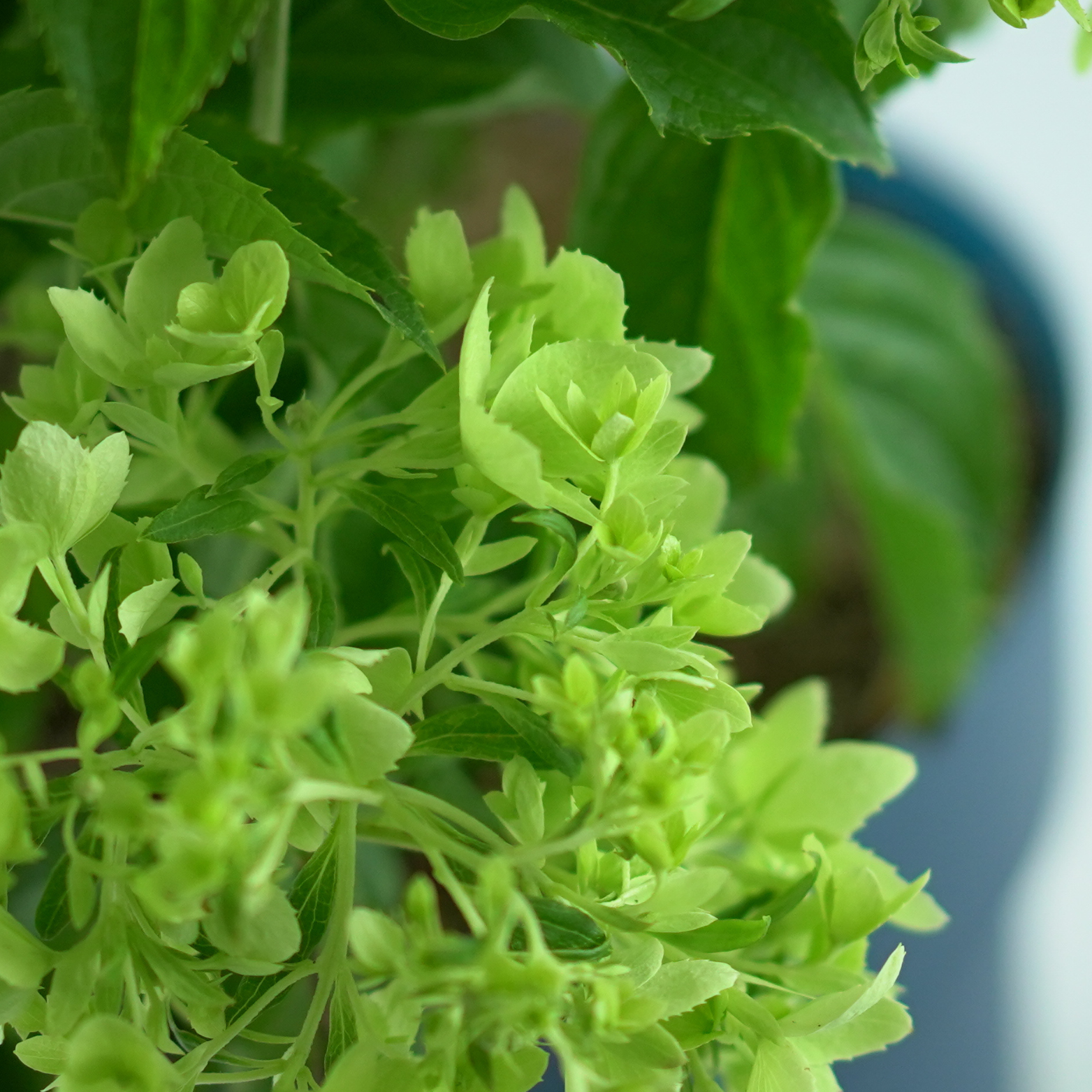 HYDRANGEA PANICULATA 'LITTLELIGHT' Hortensja bukietowa