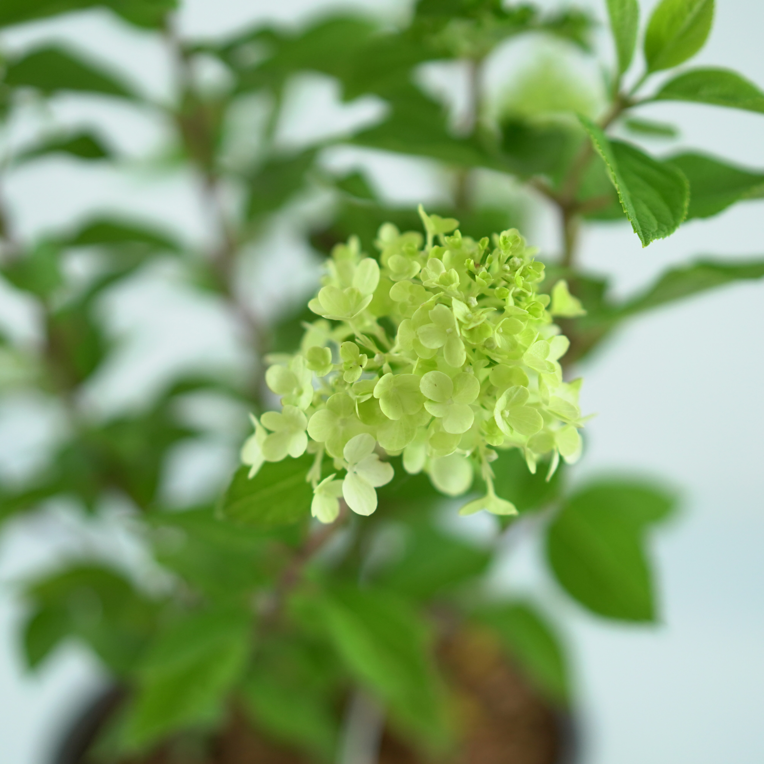 HYDRANGEA PANICULATA 'LITTLE LIME PUNCH' Hortensja bukietowa