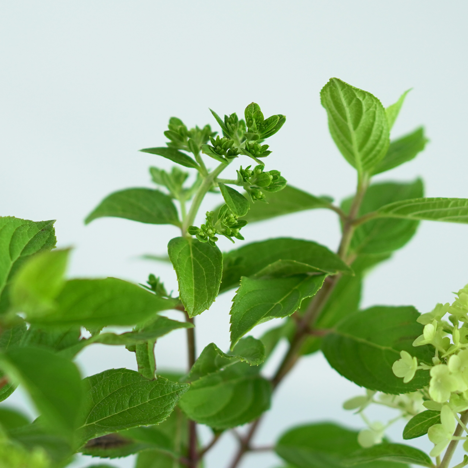 HYDRANGEA PANICULATA 'LITTLE LIME PUNCH' Hortensja bukietowa