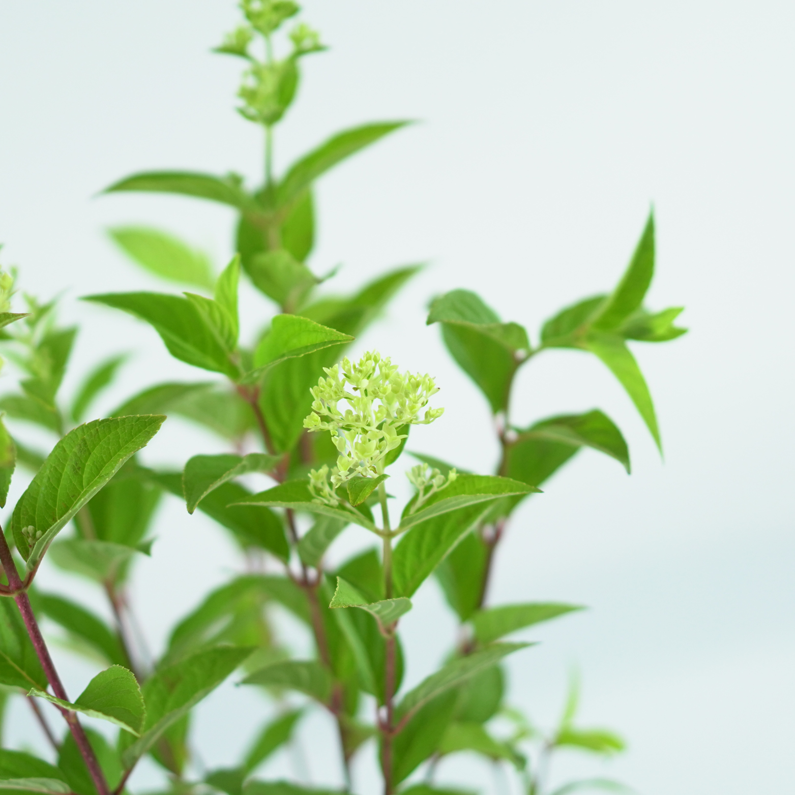 HYDRANGEA PANICULATA 'MAGICAL CANDLE' Hortensja bukietowa