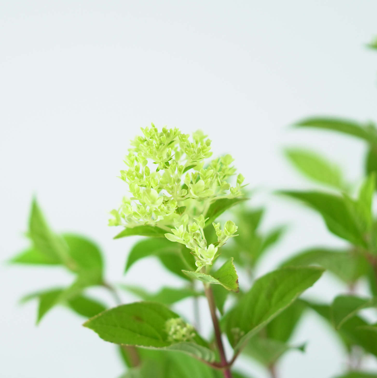 HYDRANGEA PANICULATA 'MAGICAL CANDLE' Hortensja bukietowa