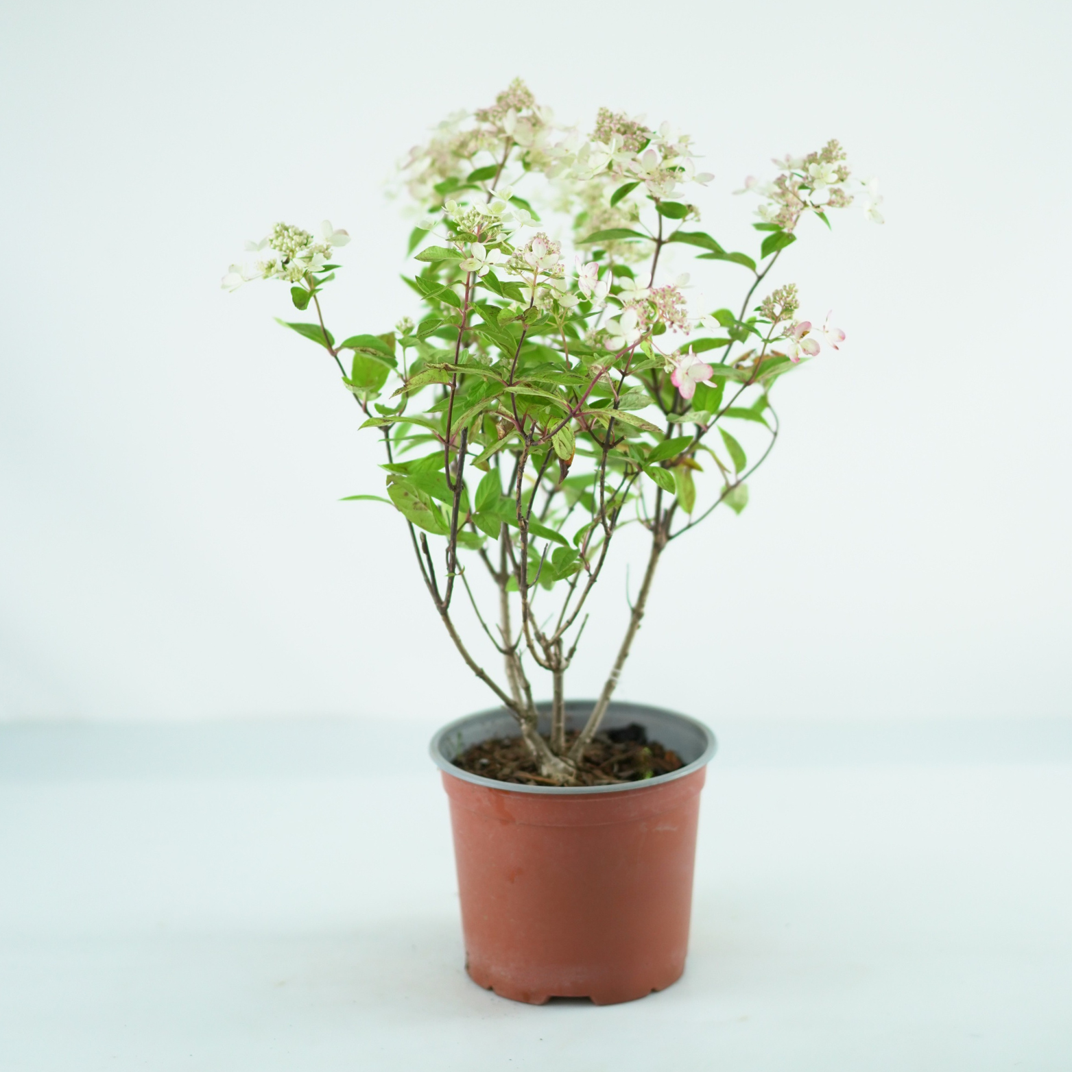 HYDRANGEA PANICULATA 'PASTELGREEN' Hortensja bukietowa