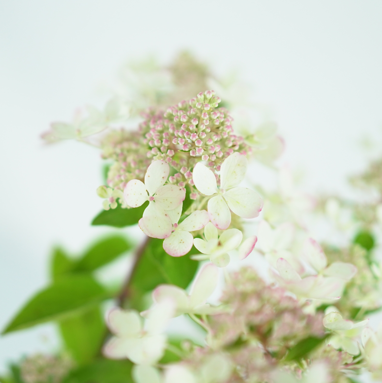 HYDRANGEA PANICULATA 'PASTELGREEN' Hortensja bukietowa
