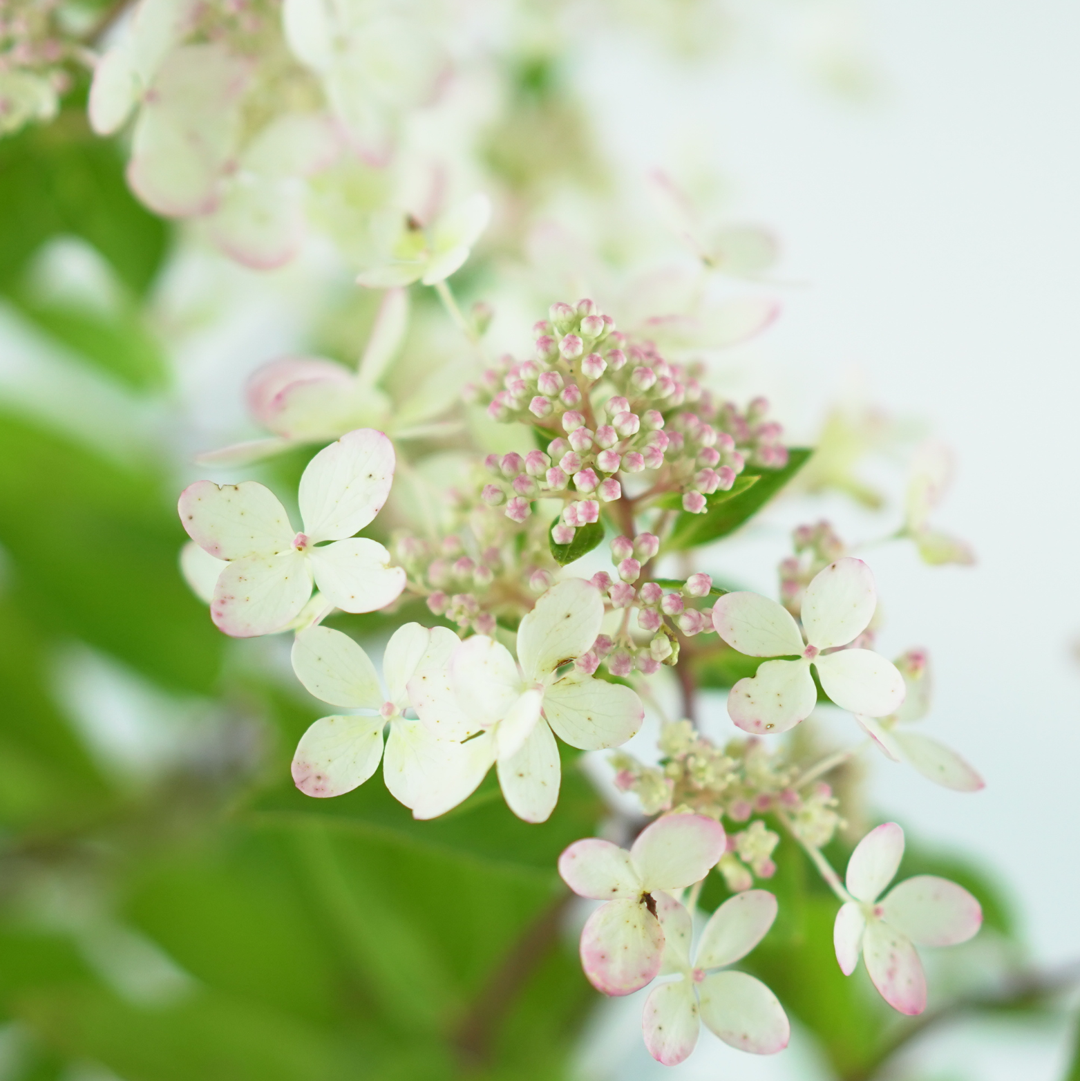 HYDRANGEA PANICULATA 'PASTELGREEN' Hortensja bukietowa