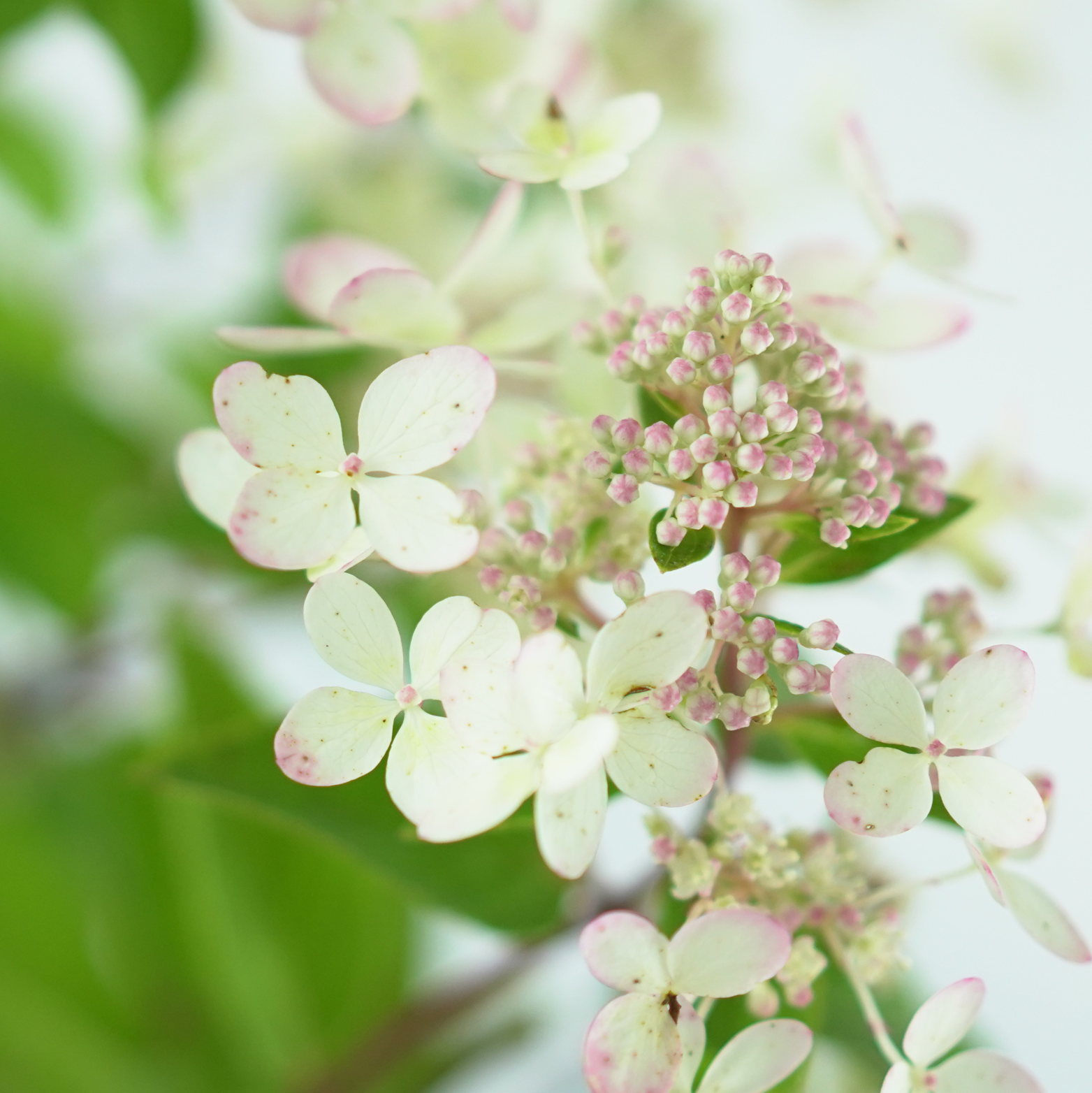 HYDRANGEA PANICULATA 'PASTELGREEN' Hortensja bukietowa