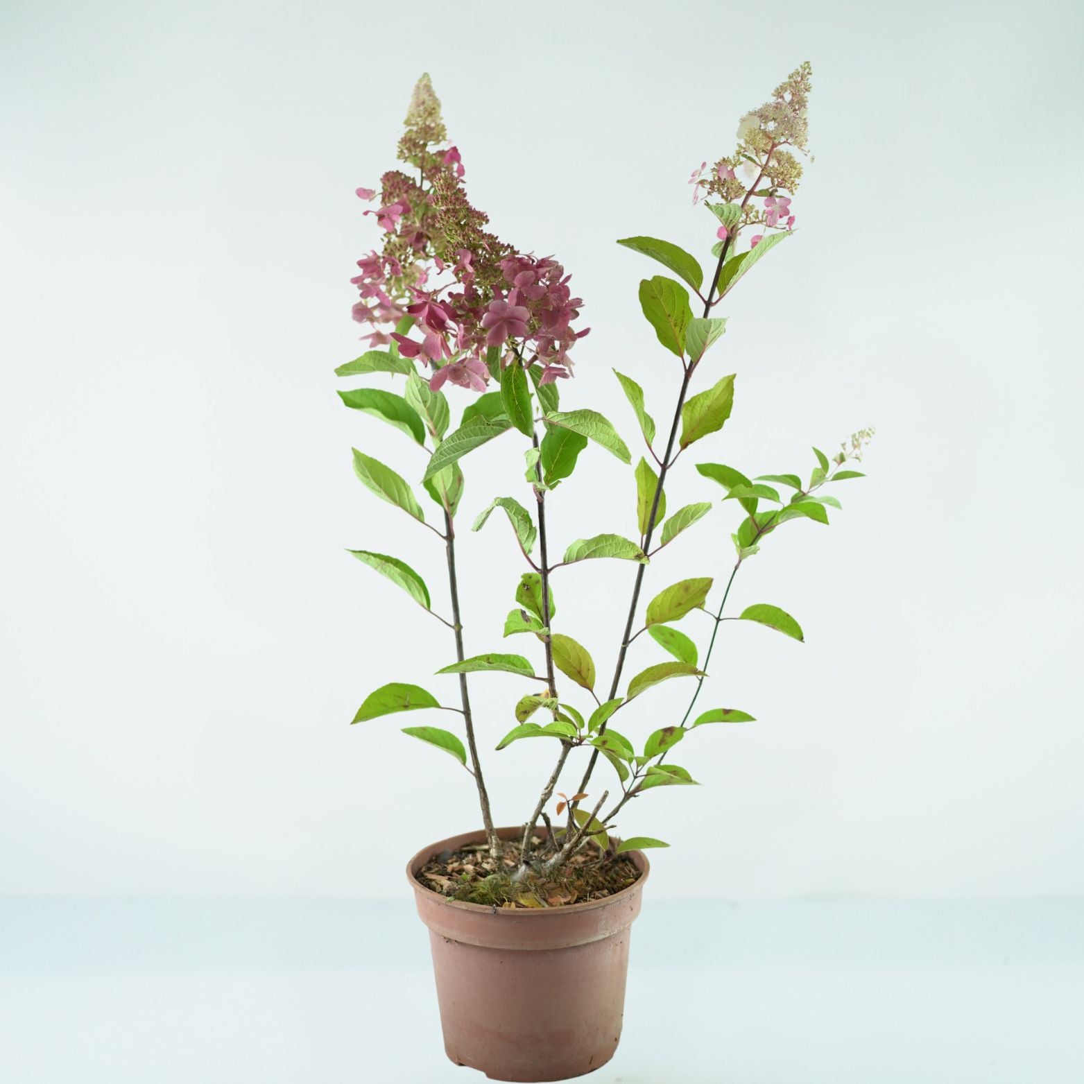 HYDRANGEA PANICULATA Pinky Winky