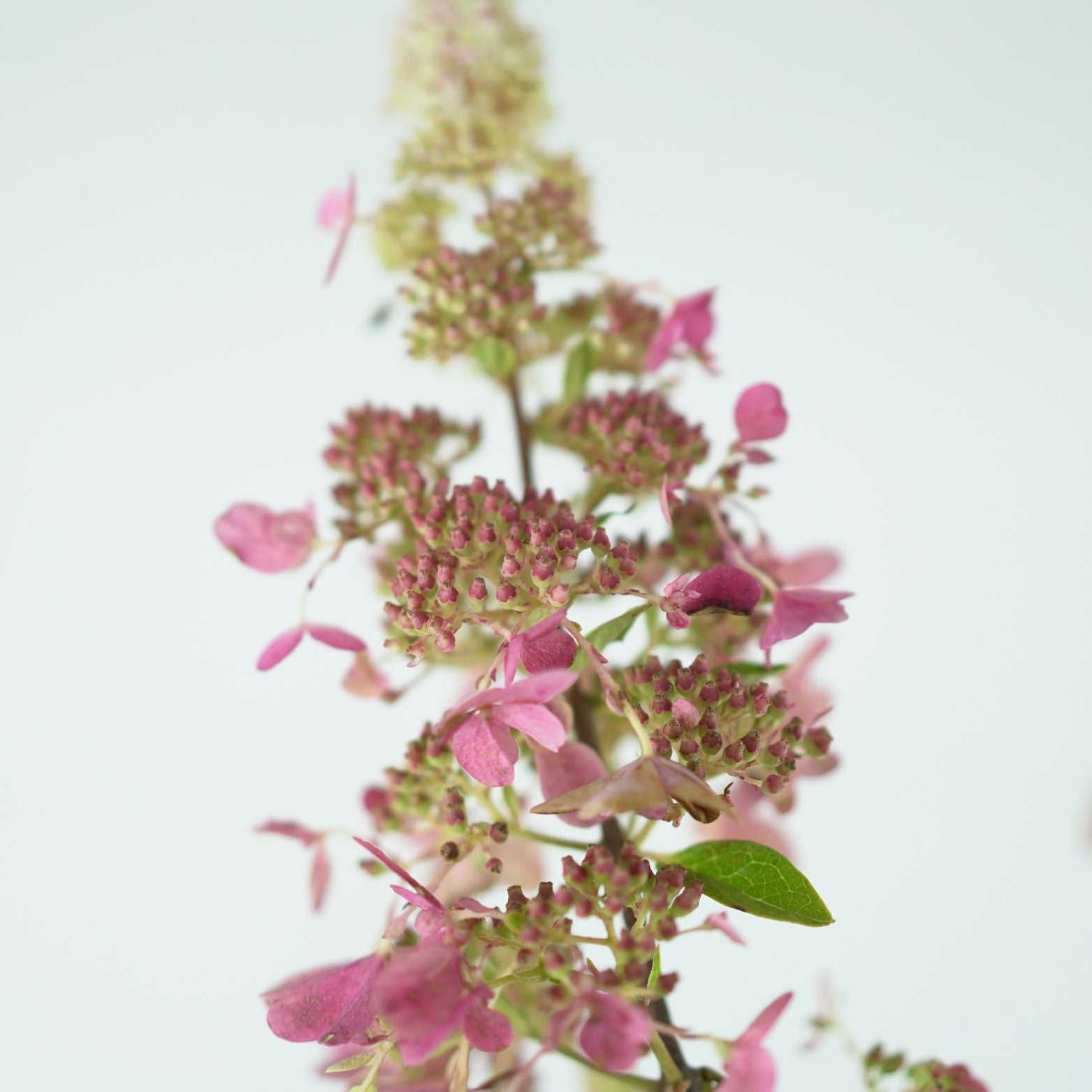 HYDRANGEA PANICULATA Pinky Winky