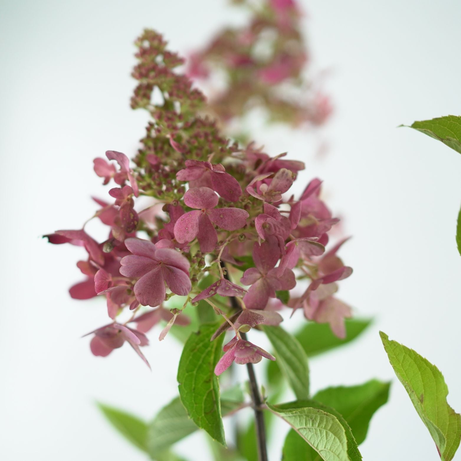HYDRANGEA PANICULATA Pinky Winky