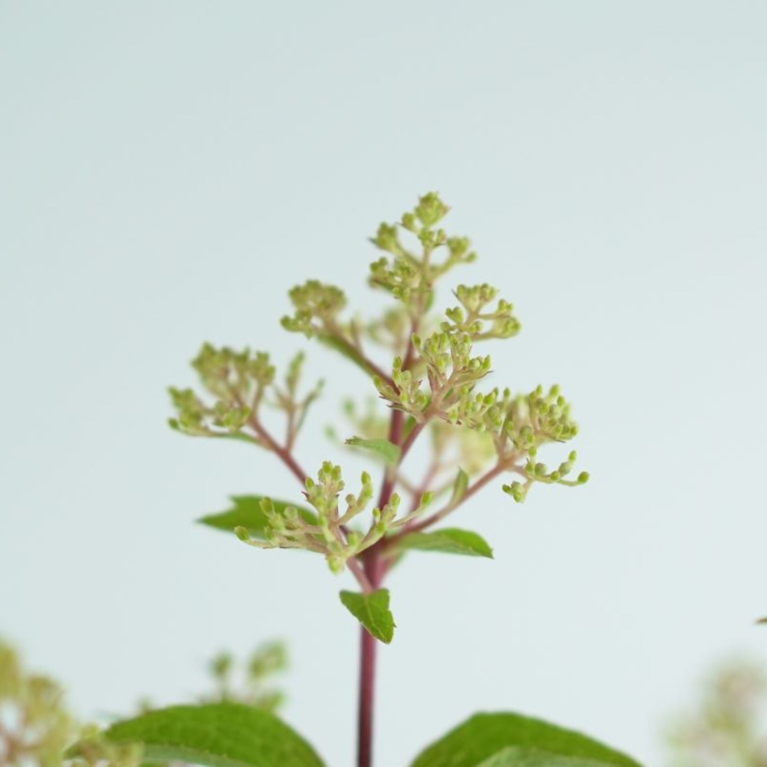 HYDRANGEA PANICULATA 'Petite Flori'