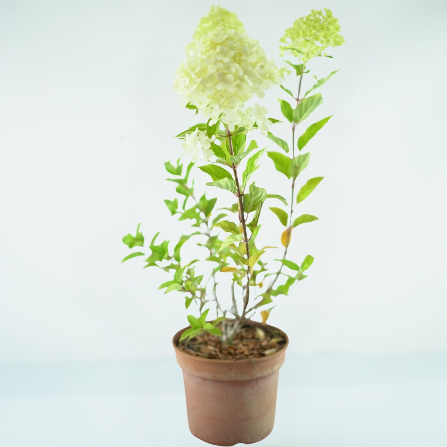 HYDRANGEA PANICULATA Phantom