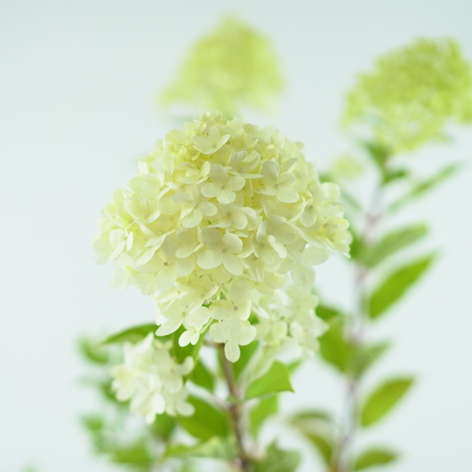 HYDRANGEA PANICULATA Phantom