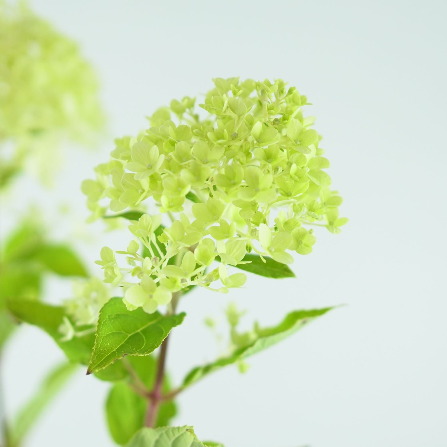 HYDRANGEA PANICULATA Phantom
