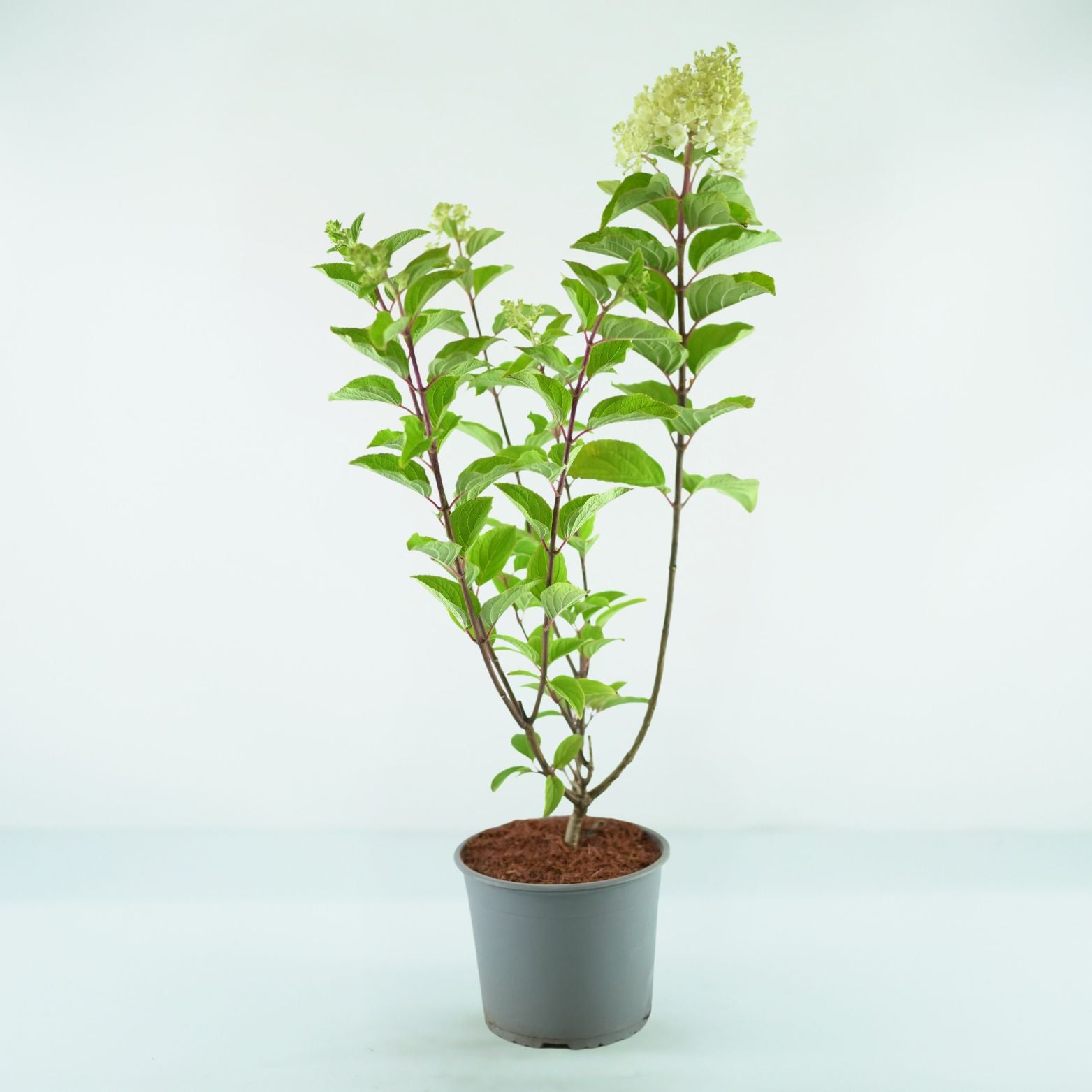 Hydrangea Paniculata Silver Dollar