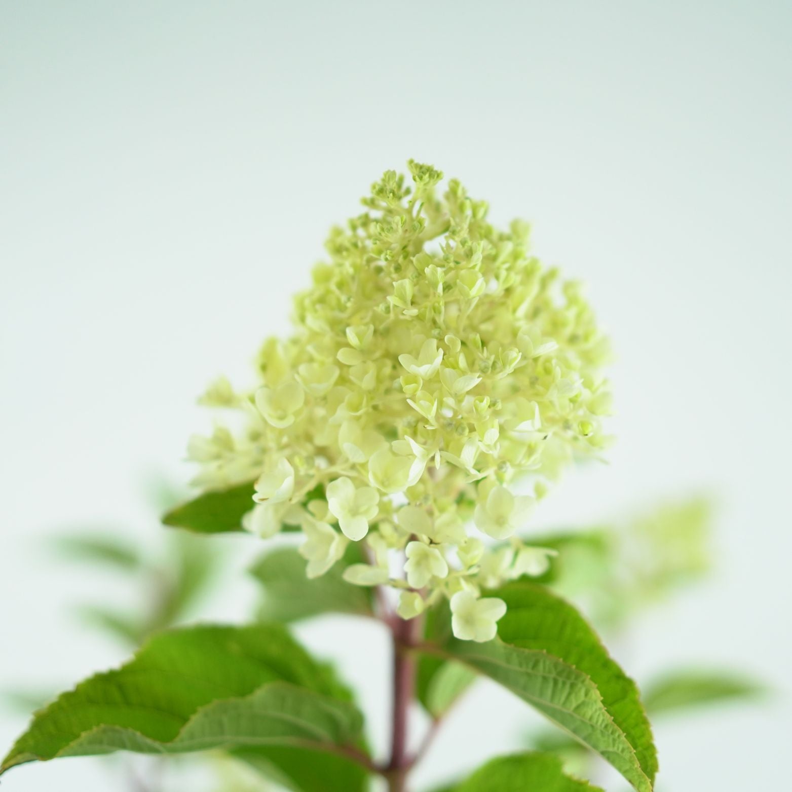 Hydrangea Paniculata Silver Dollar