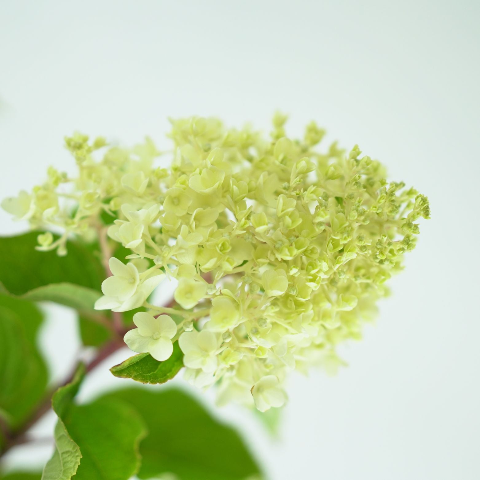 Hydrangea Paniculata Silver Dollar