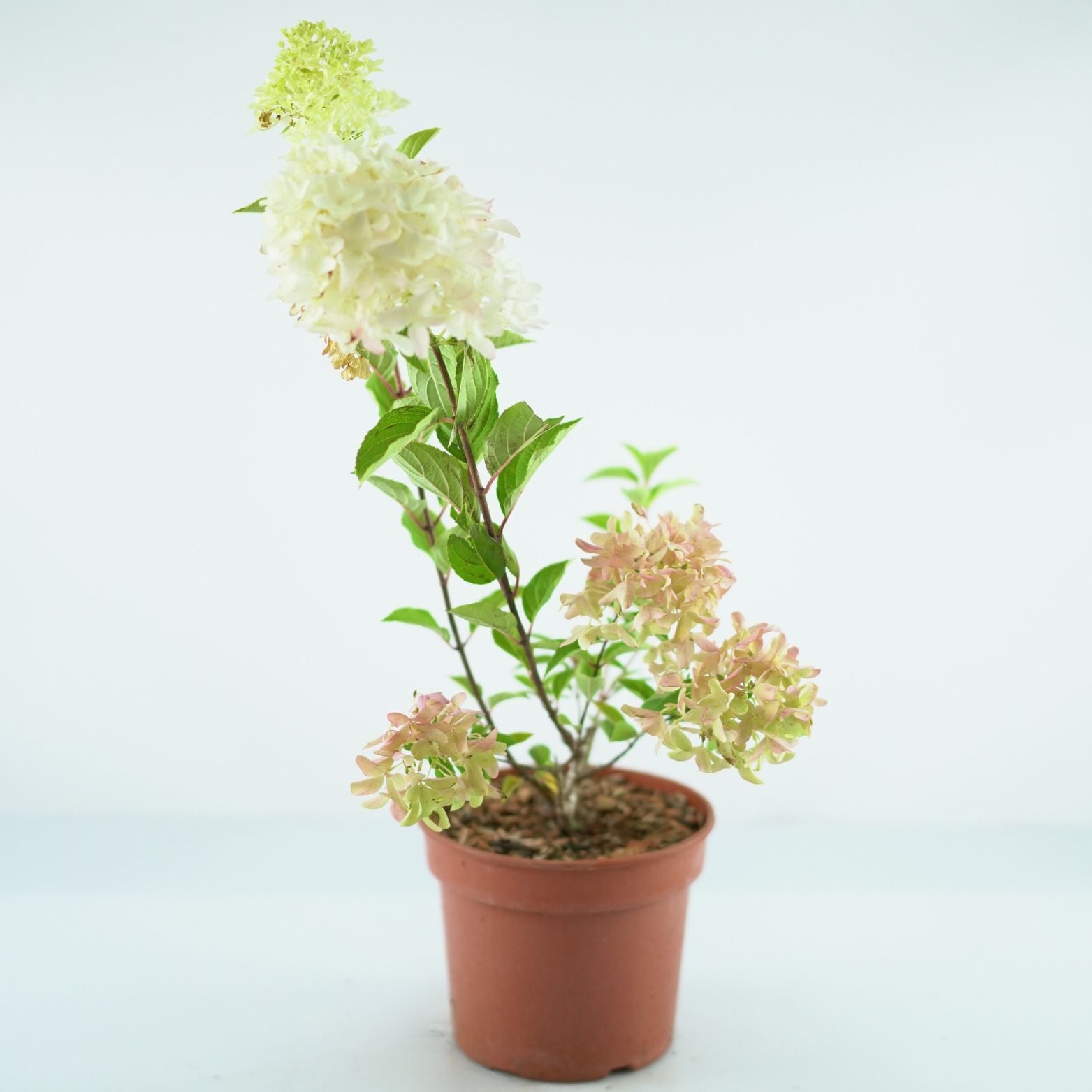 HYDRANGEA PANICULATA Skyfall
