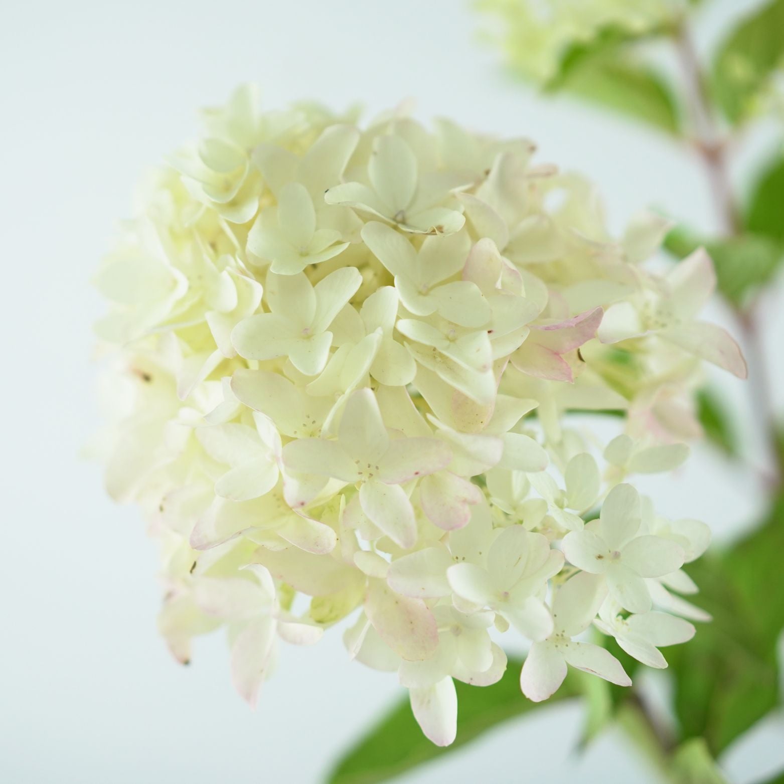 HYDRANGEA PANICULATA Skyfall
