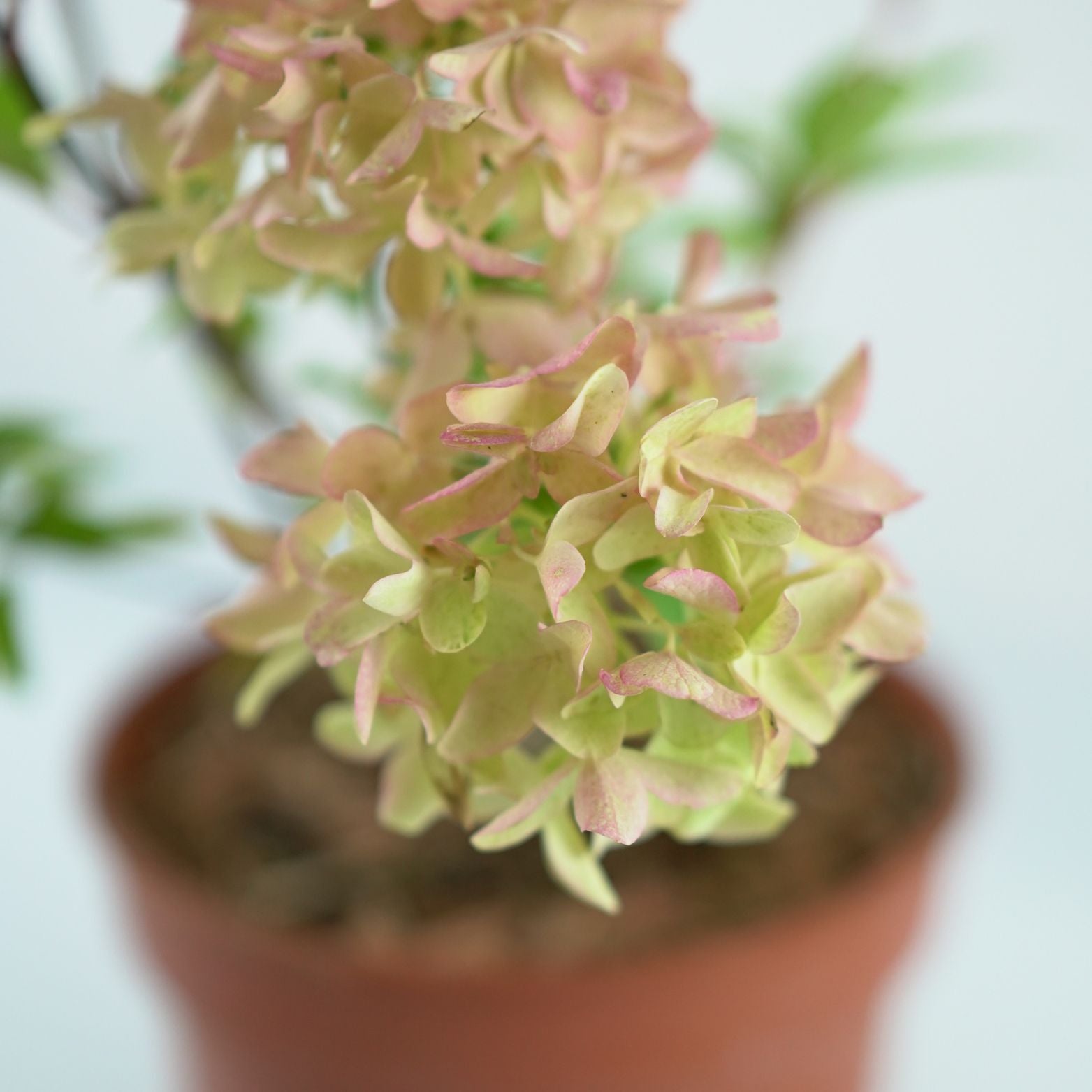 HYDRANGEA PANICULATA Skyfall