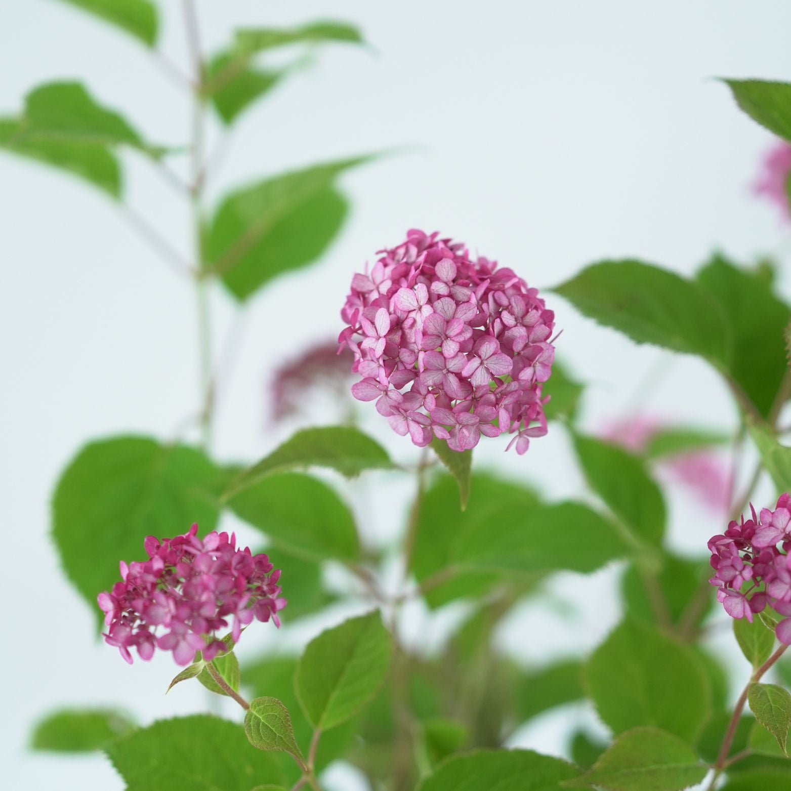 HYDRANGEA ARBORESCENS 'RUBY ANABELLE' Hortensja drzewkowata