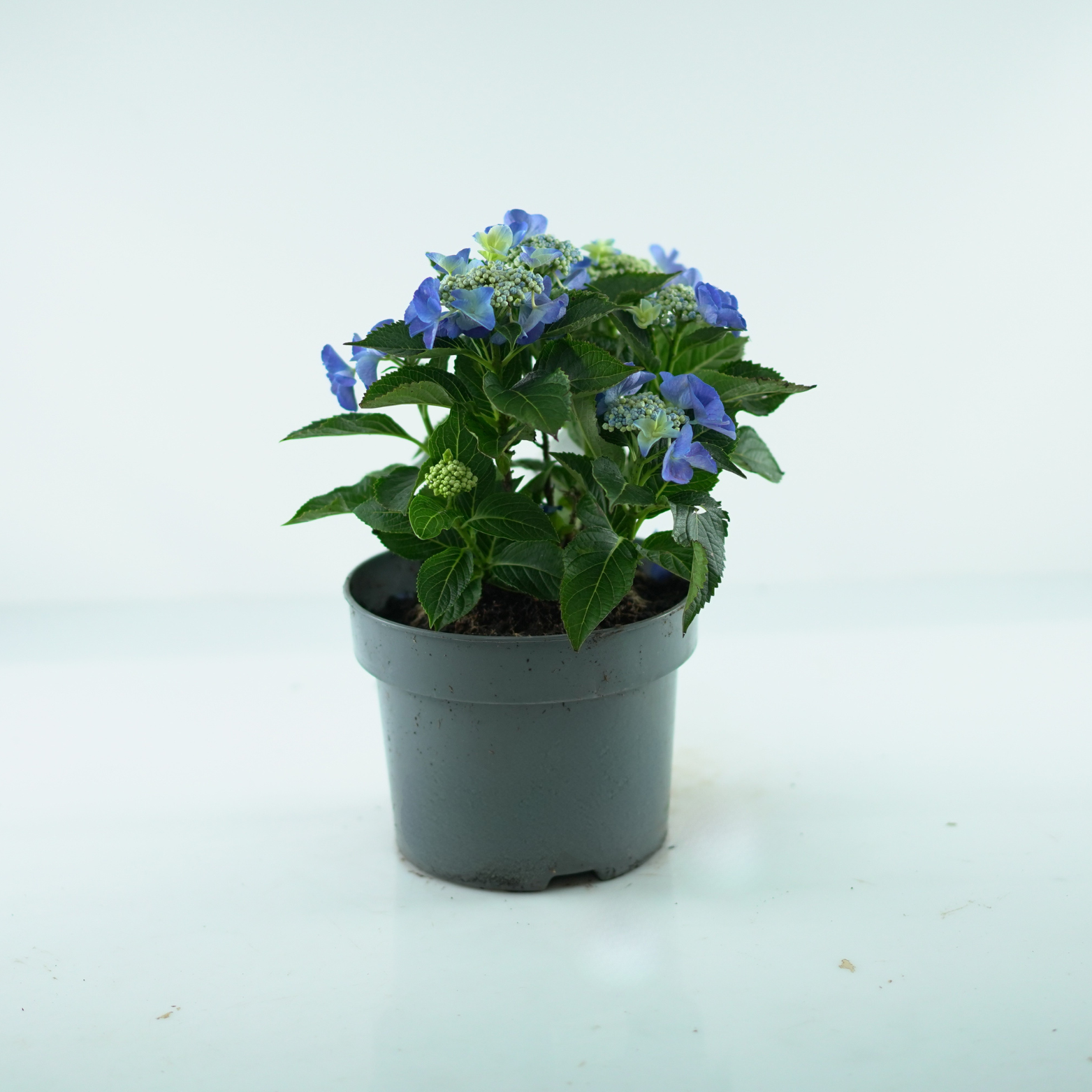 HYDRANGEA MACROPHYLLA 'LACECAP' Hortensja ogrodowa