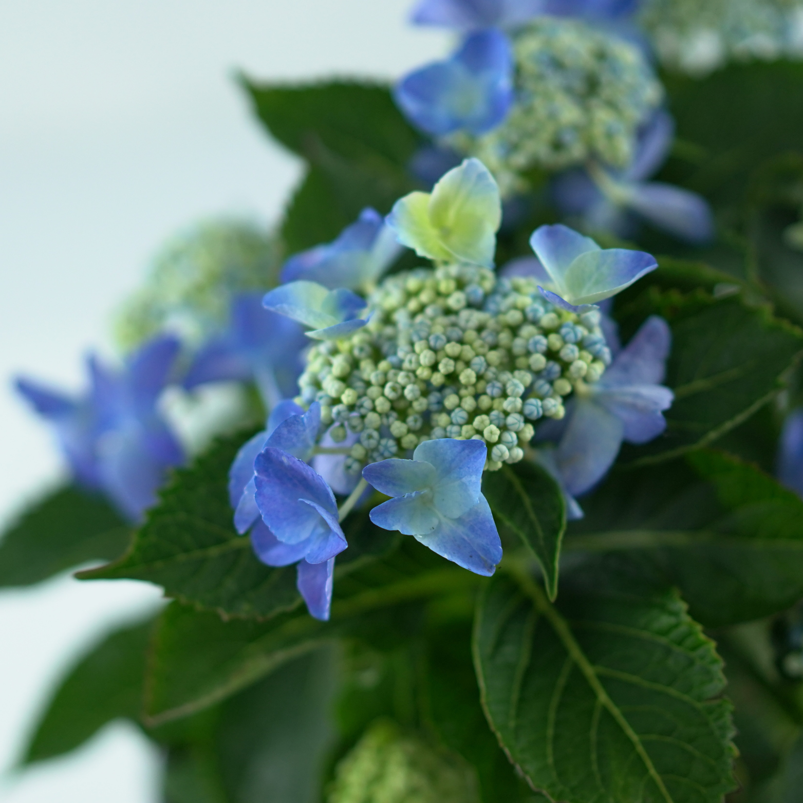 HYDRANGEA MACROPHYLLA 'LACECAP' Hortensja ogrodowa