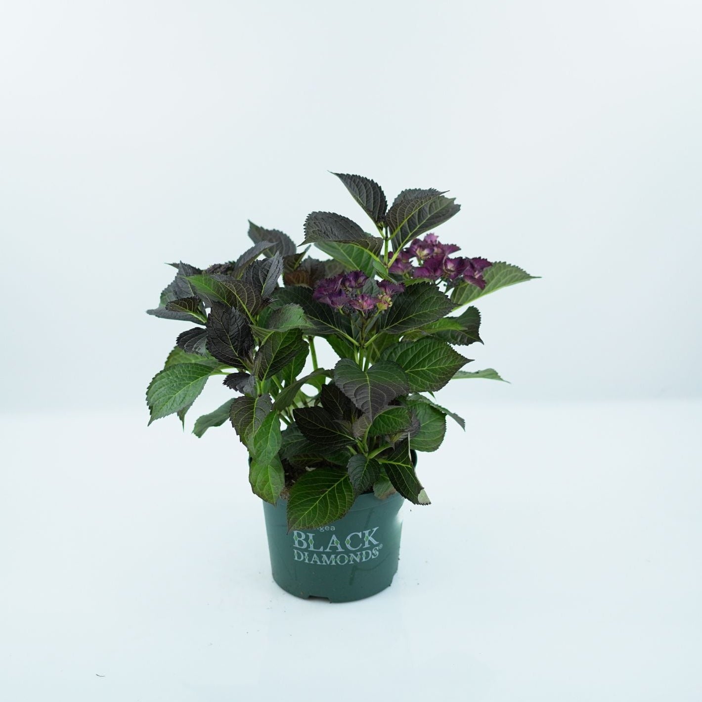 HYDRANGEA MACROPHYLLA 'BLACK DIAMOND' Hortensja ogrodowa