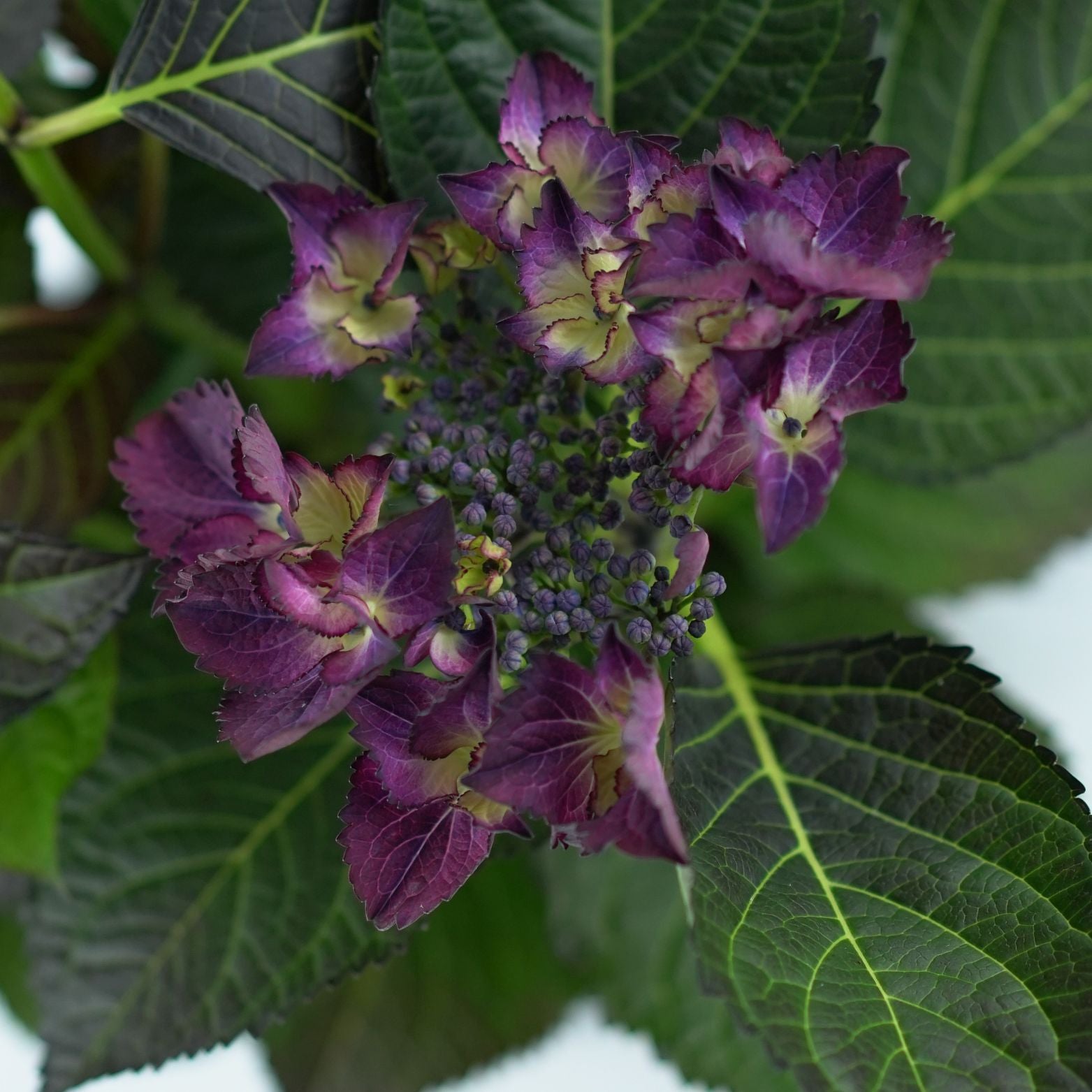 HYDRANGEA MACROPHYLLA 'BLACK DIAMOND' Hortensja ogrodowa