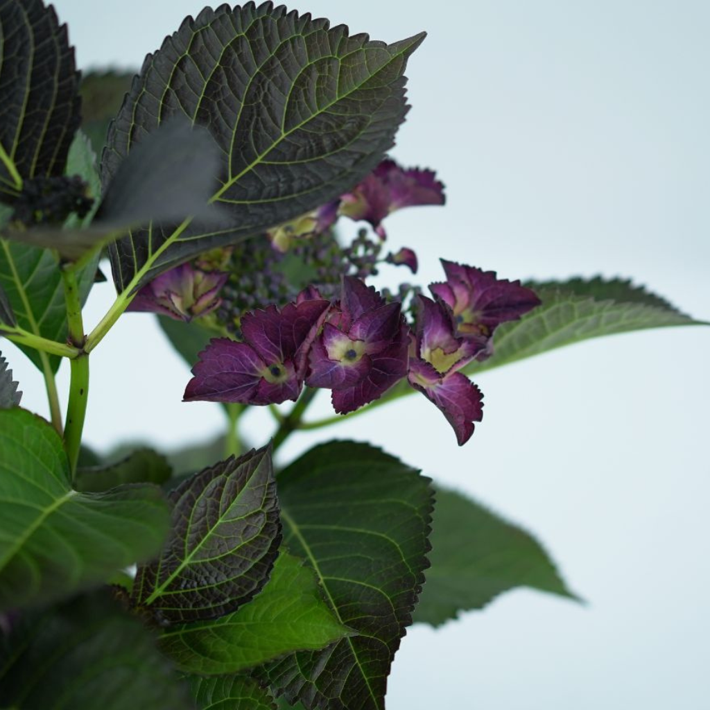 HYDRANGEA MACROPHYLLA 'BLACK DIAMOND' Hortensja ogrodowa
