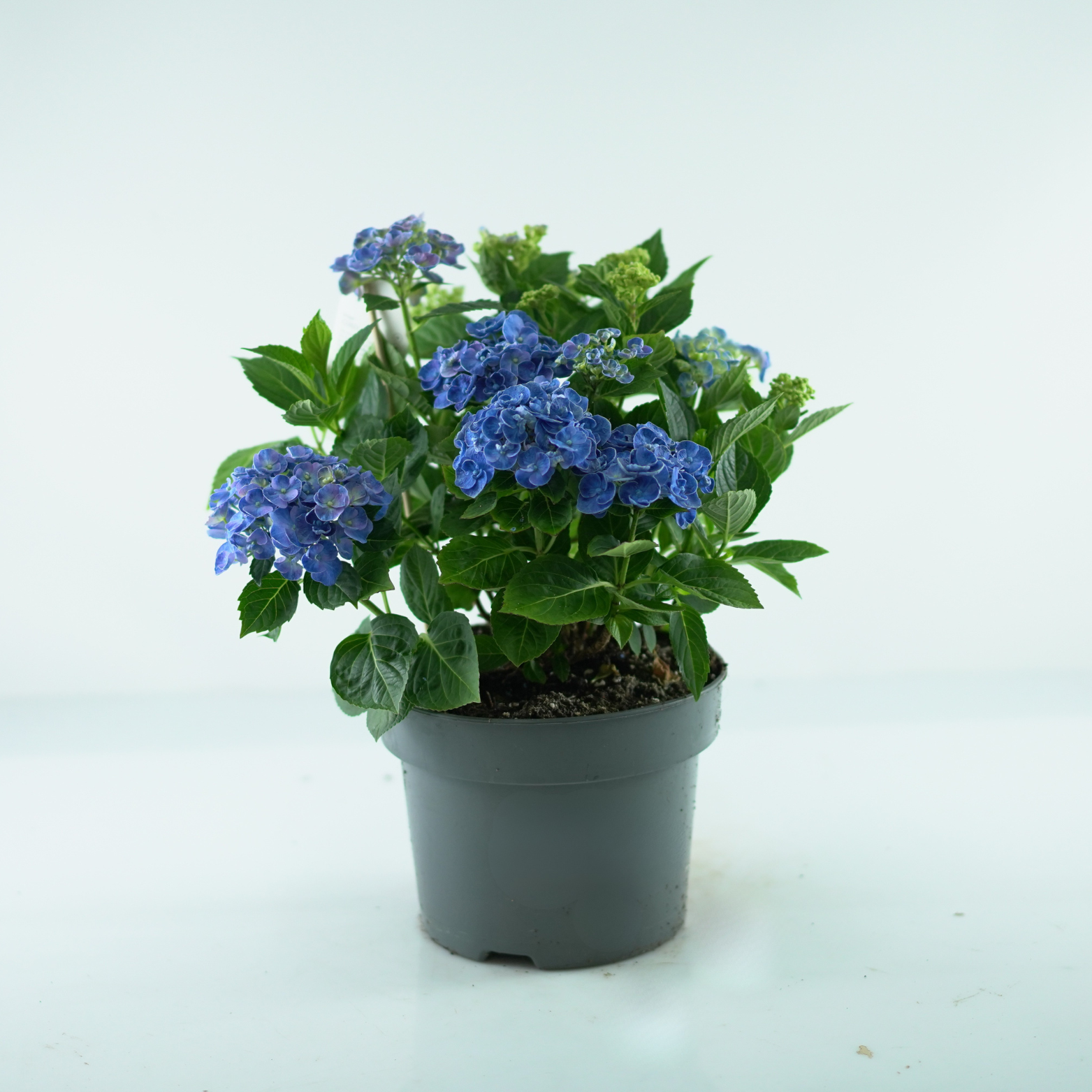 HYDRANGEA MACROPHYLLA 'CURLY WURLY' Hortensja ogrodowa
