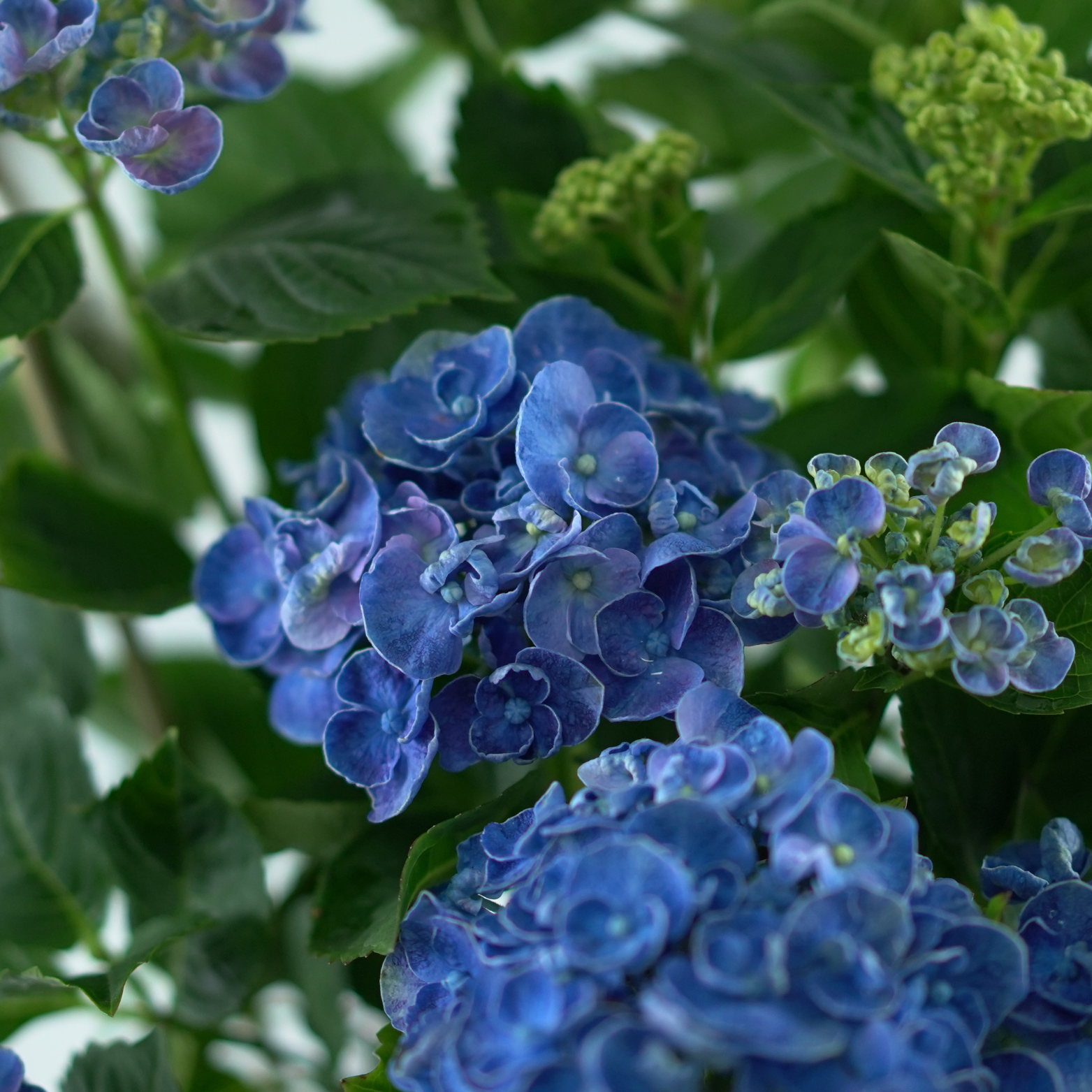 HYDRANGEA MACROPHYLLA 'CURLY WURLY' Hortensja ogrodowa