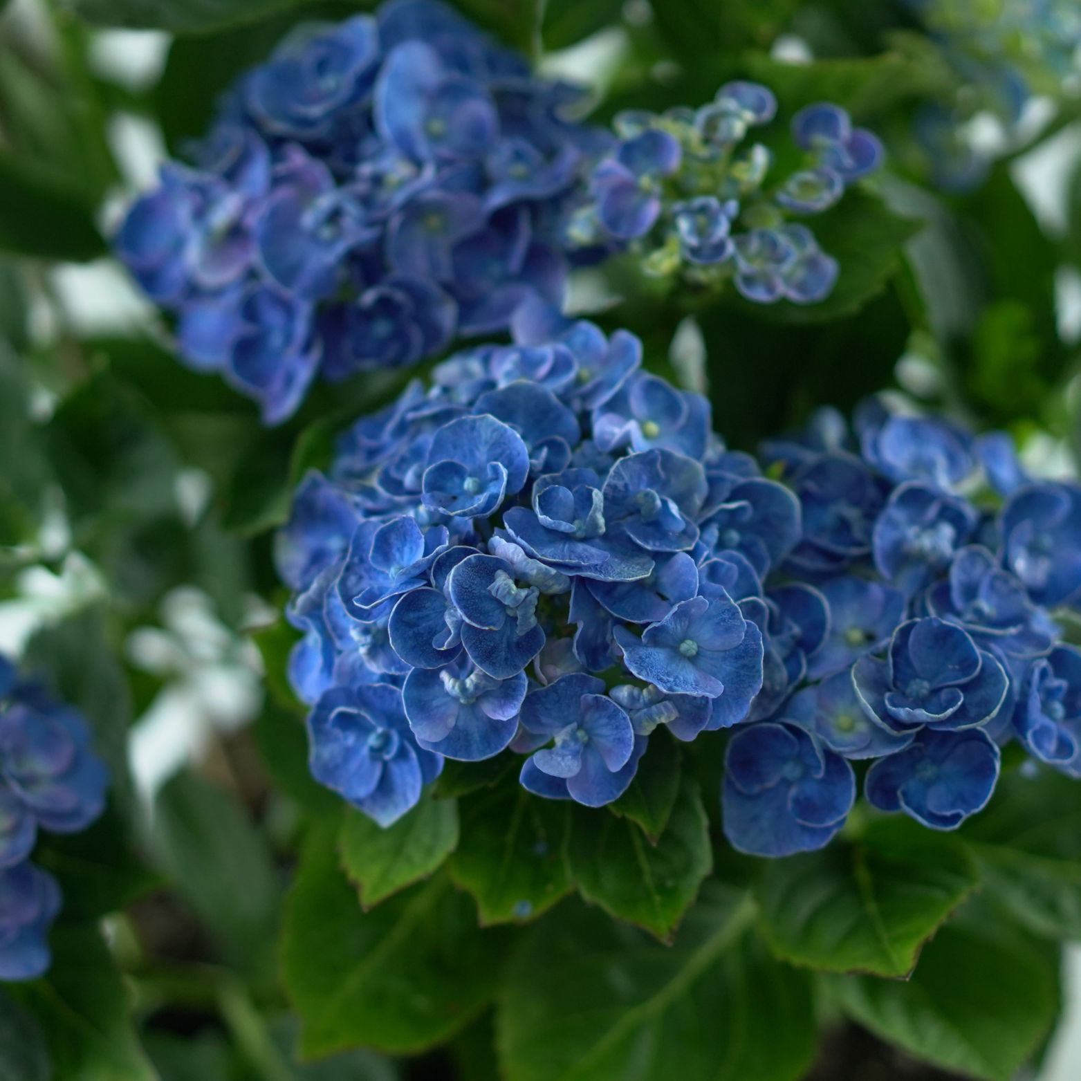 HYDRANGEA MACROPHYLLA 'CURLY WURLY' Hortensja ogrodowa