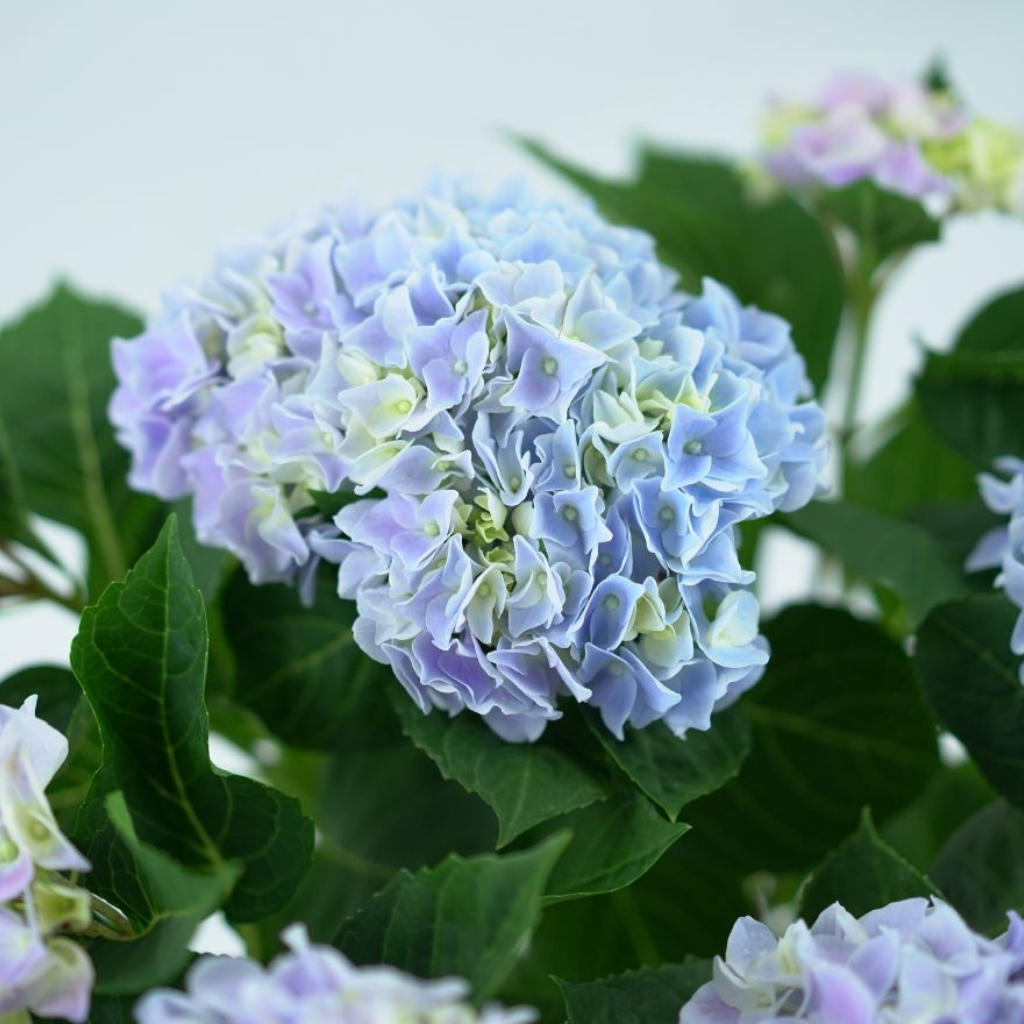 HYDRANGEA MACROPHYLLA 'EARLY BLUE' Hortensja ogrodowa