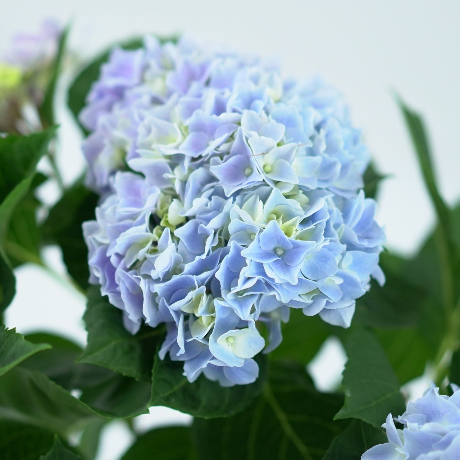 HYDRANGEA MACROPHYLLA 'EARLY BLUE' Hortensja ogrodowa