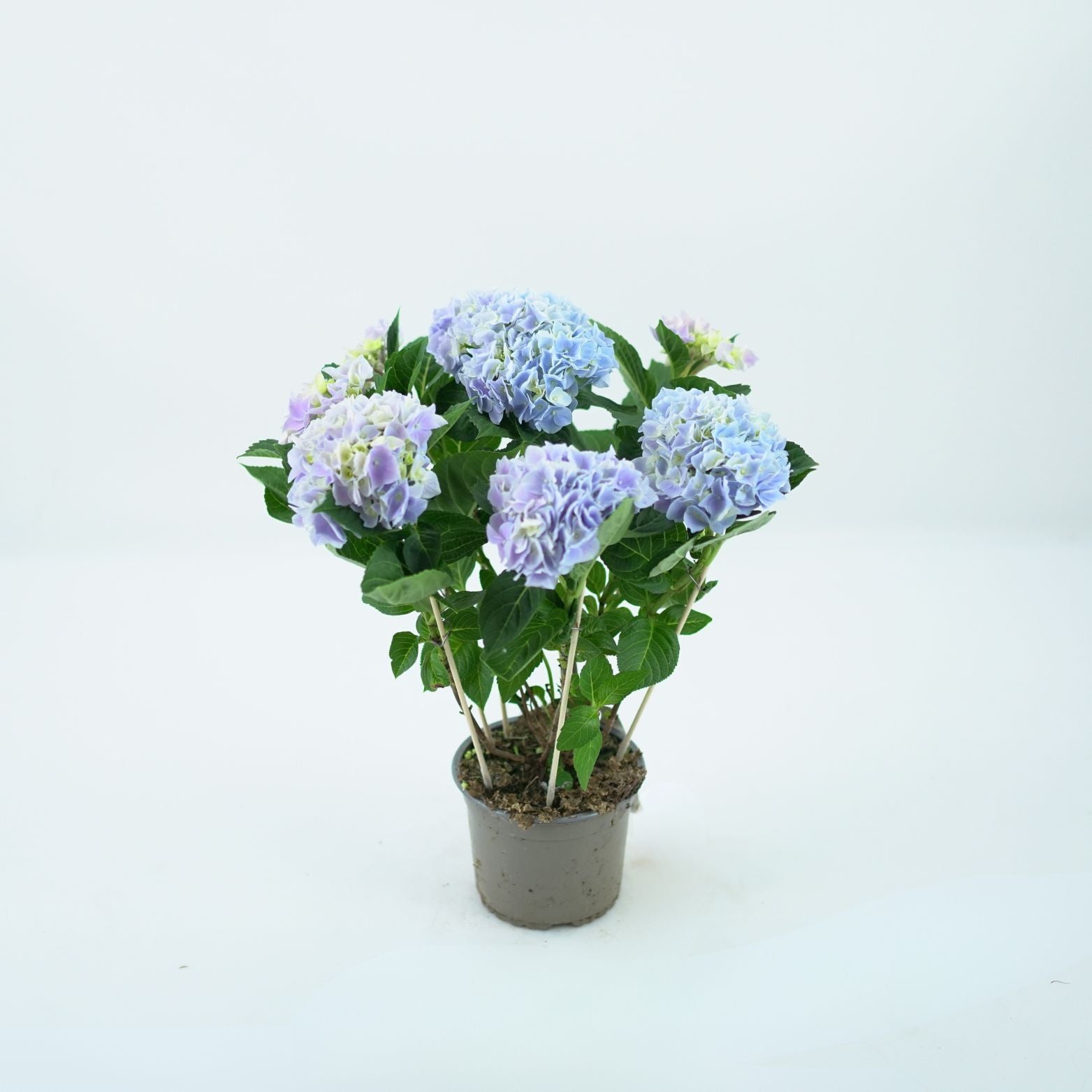 HYDRANGEA MACROPHYLLA 'EARLY BLUE' Hortensja ogrodowa
