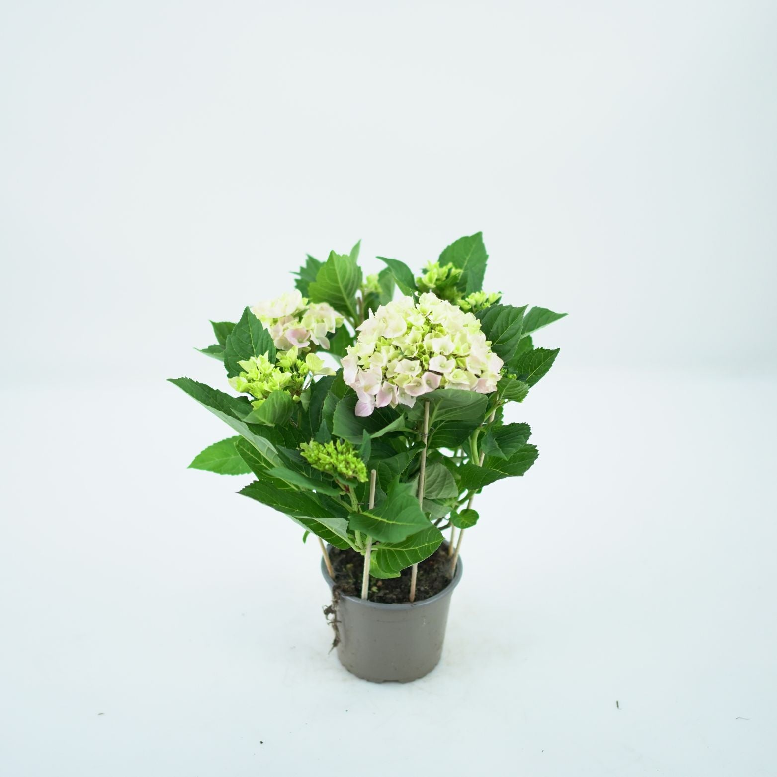 HYDRANGEA MACROPHYLLA 'EARLY ROSA' Hortensja ogrodowa