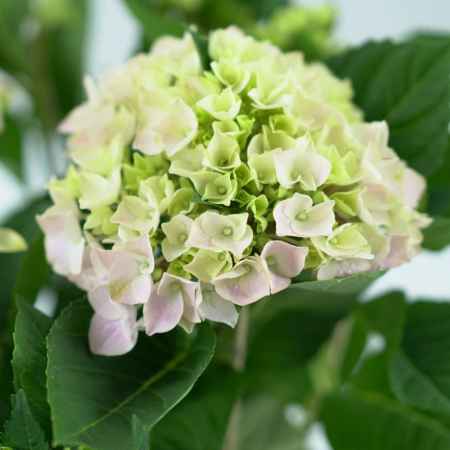HYDRANGEA MACROPHYLLA 'EARLY ROSA' Hortensja ogrodowa