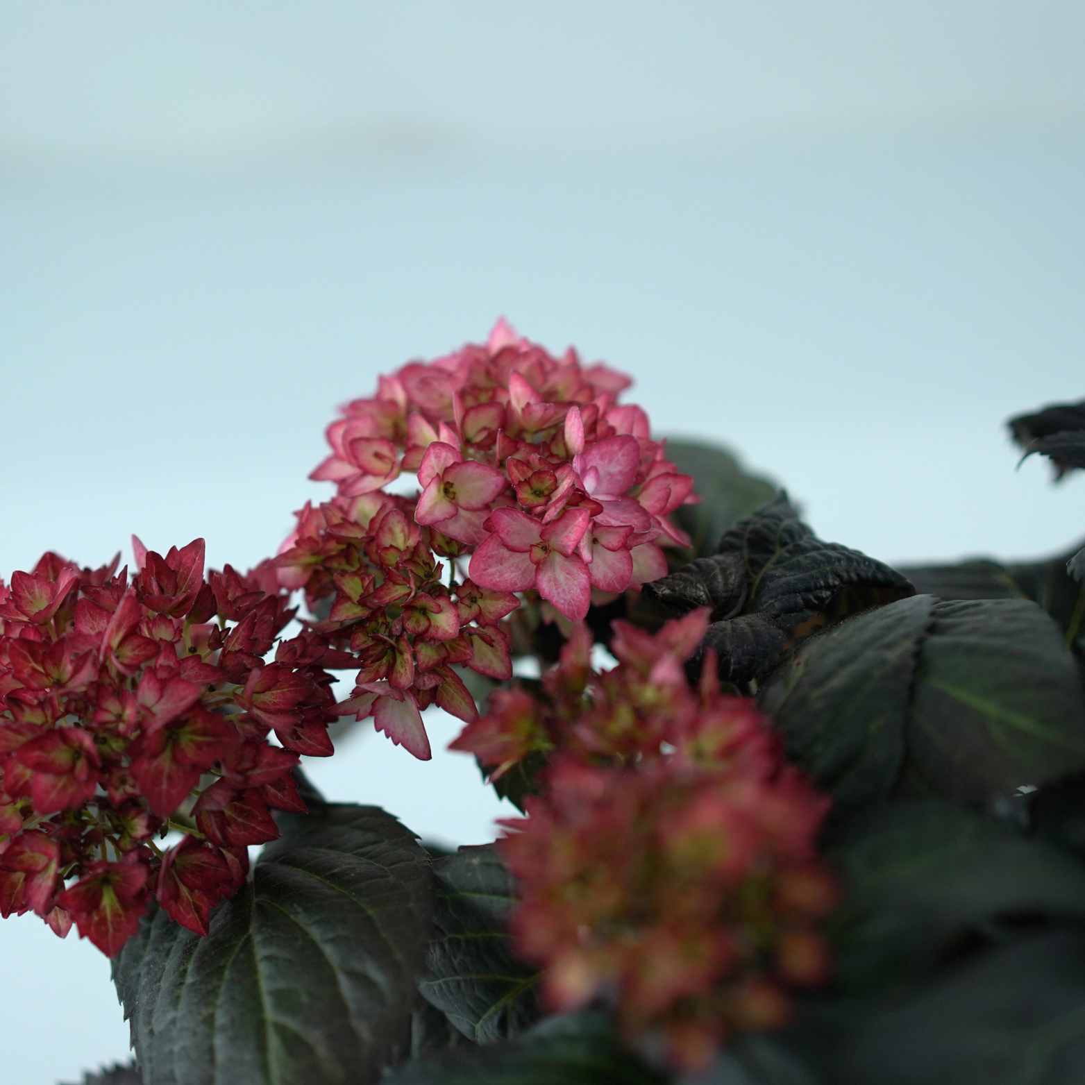 HYDRANGEA MACROPHYLLA 'ECLIPSE' Hortensja ogrodowa