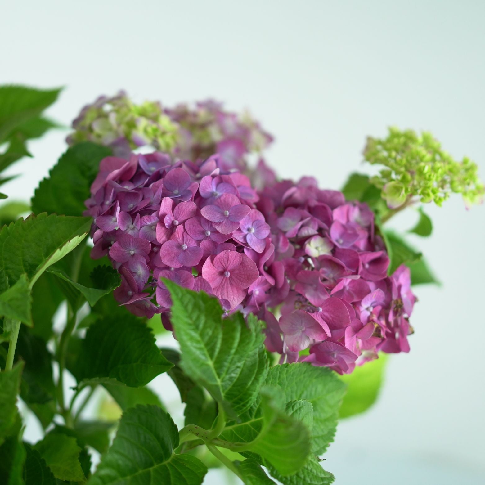 HYDRANGEA MACROPHYLLA 'ENDLESS SUMMER' Hortensja ogrodowa